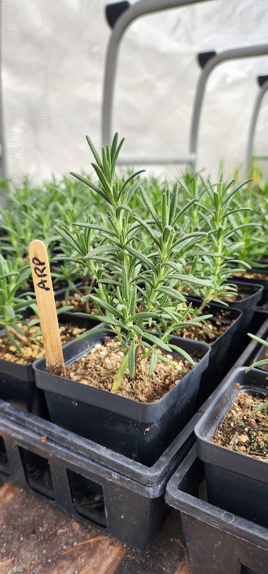 Rosemary "Arp" - Live Plant