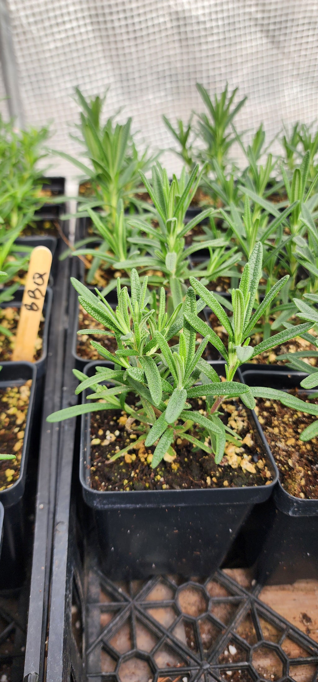 Rosemary "BBQ" - Live Plant