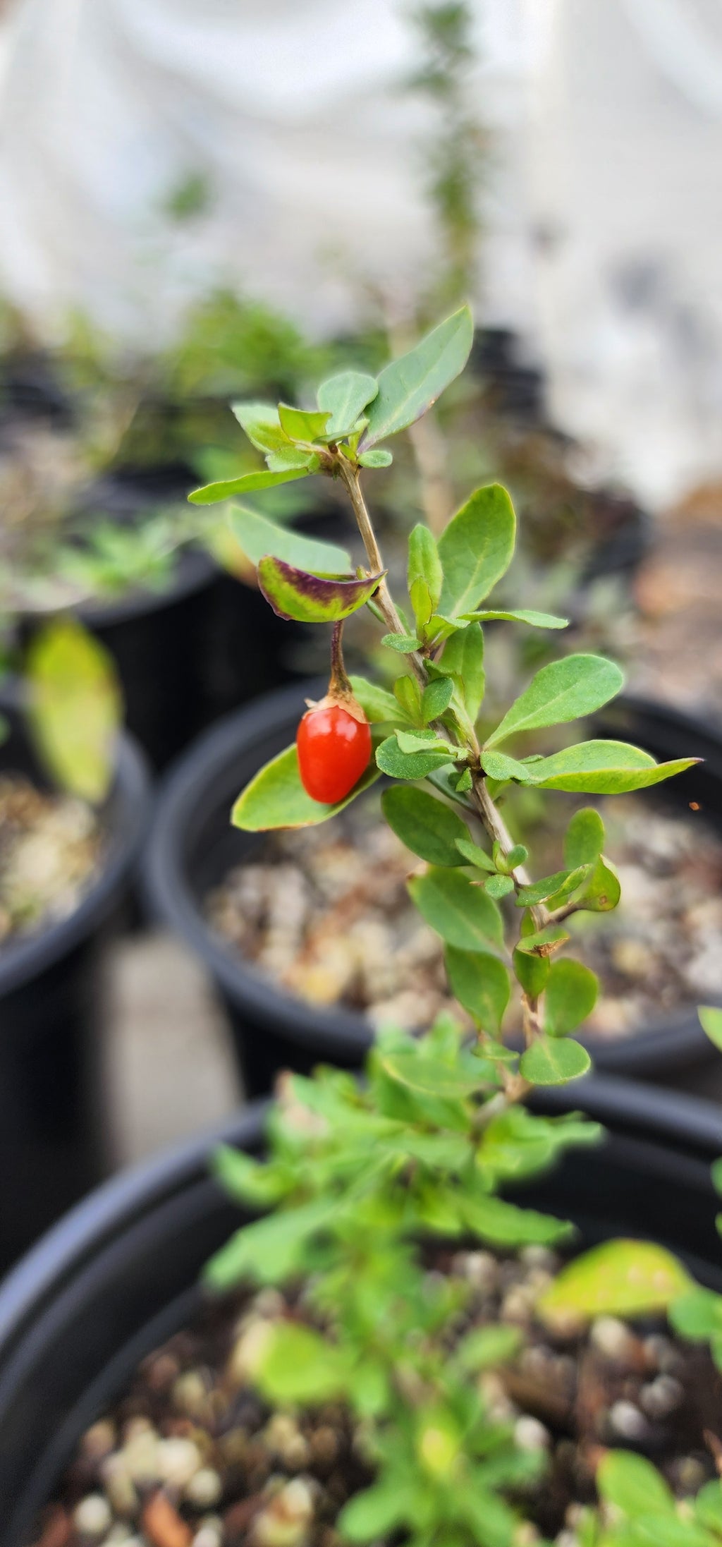 Goji Berry - Live Plant