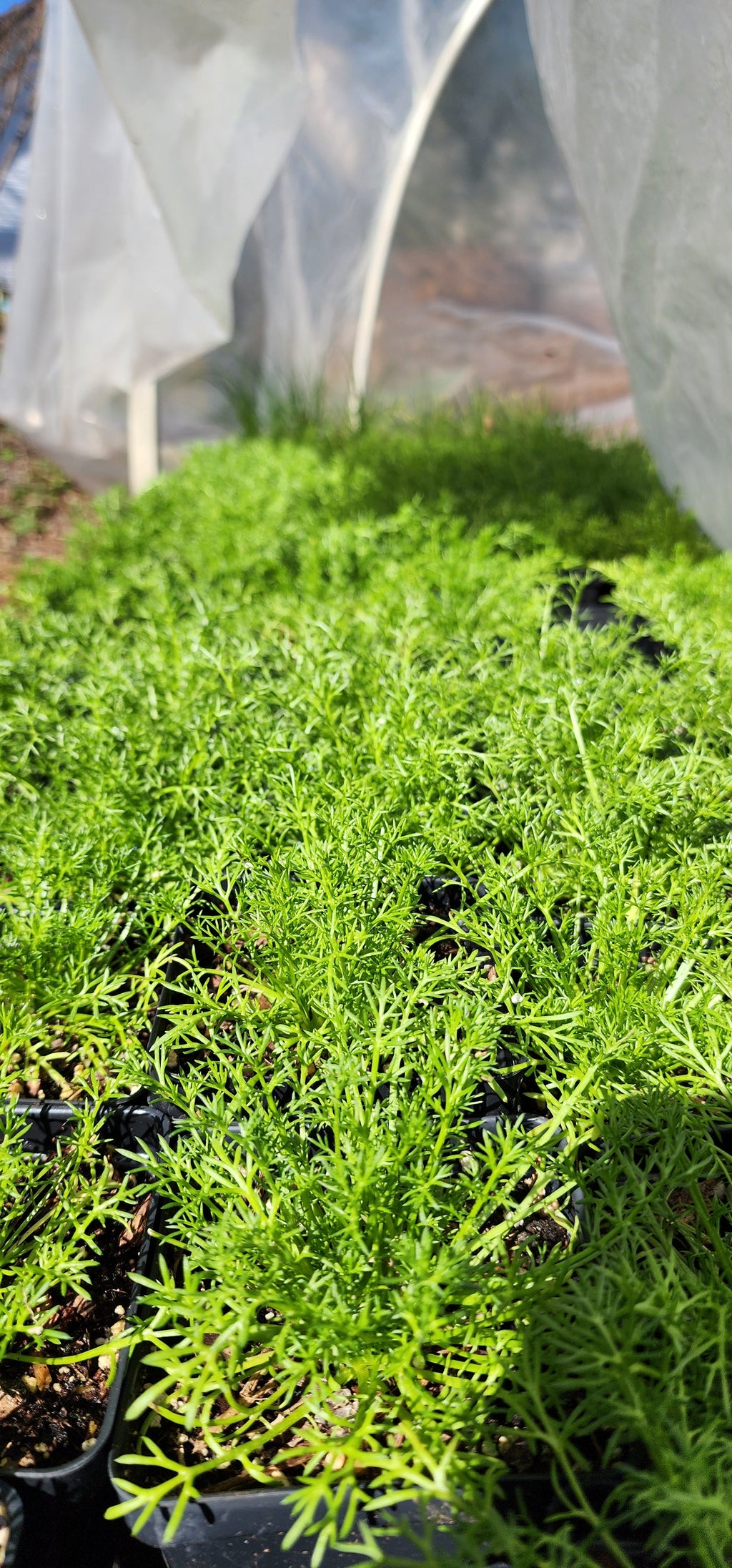 Chamomile "Roman" - Live Plant