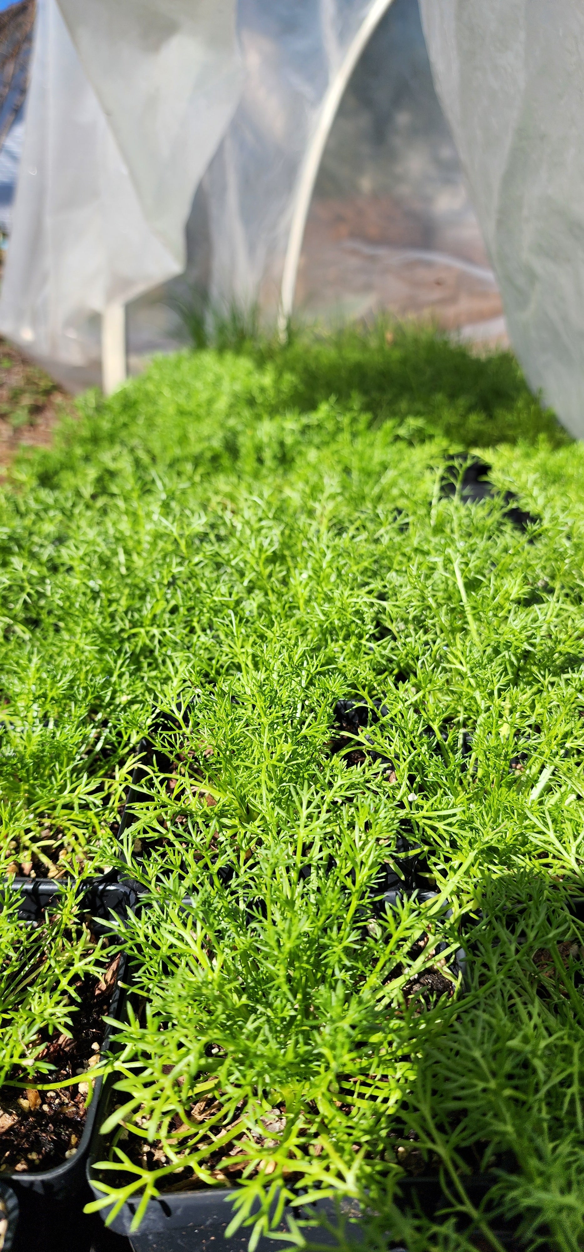 Chamomile "Roman" - Live Plant