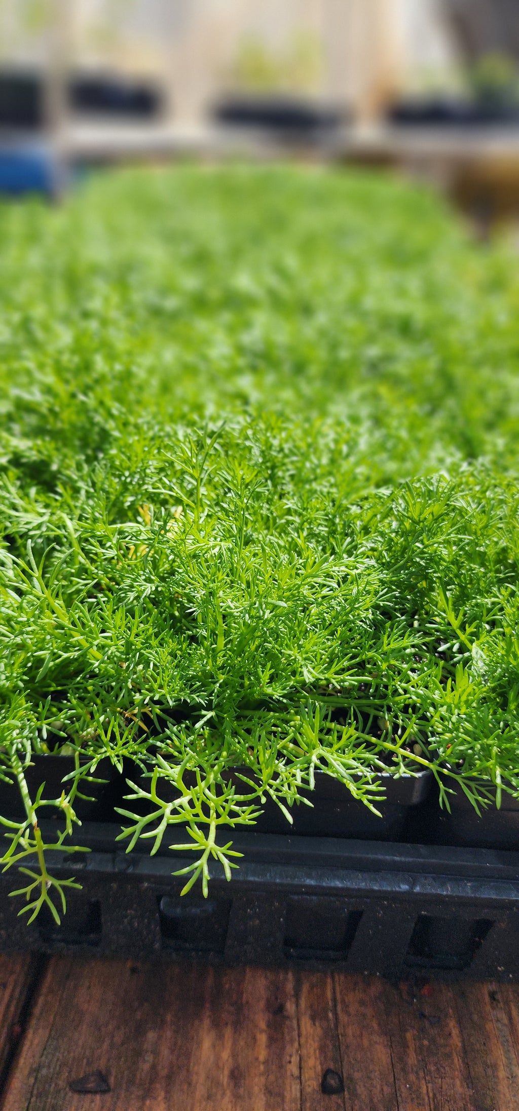 Chamomile "Roman" - Live Plant