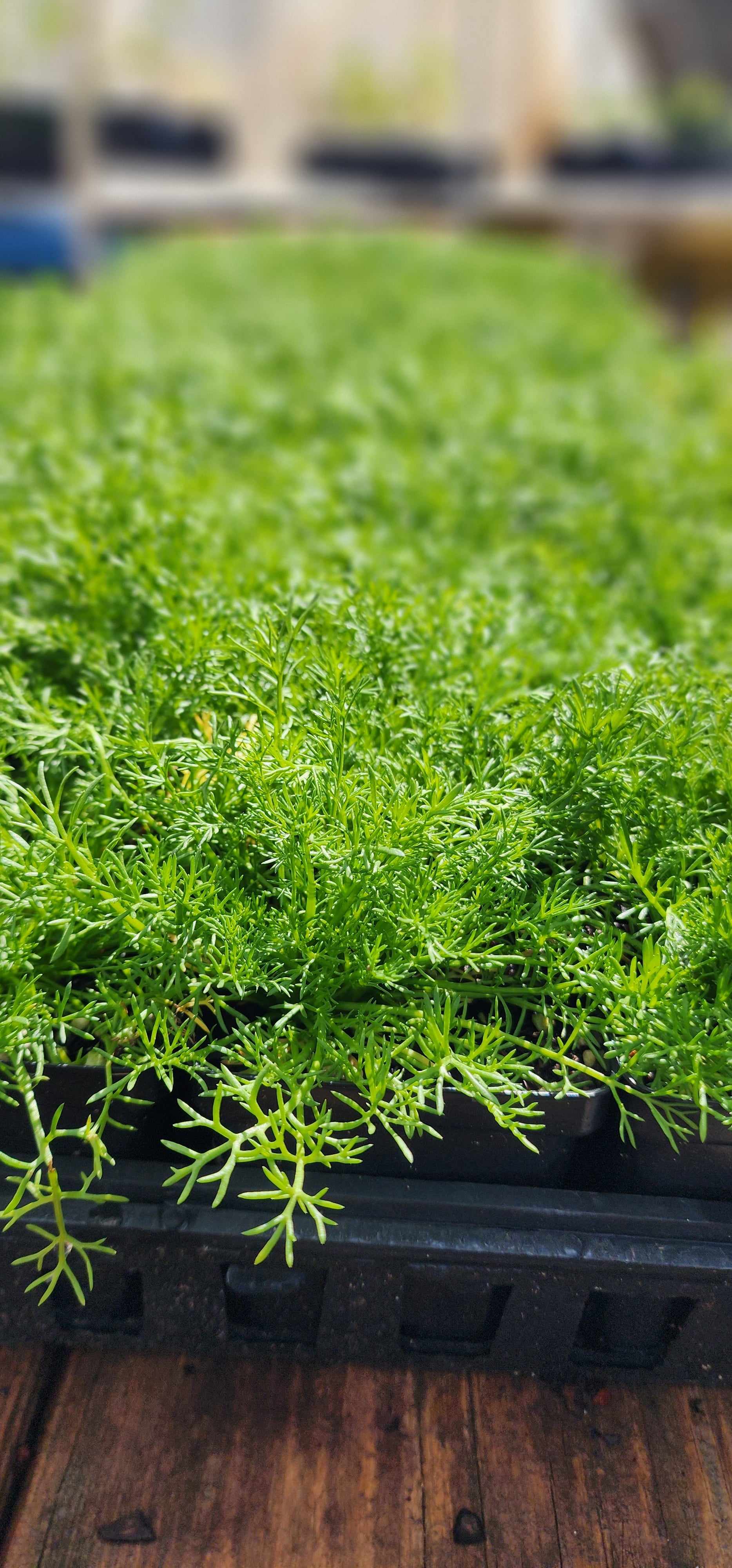 Chamomile "Roman" - Live Plant