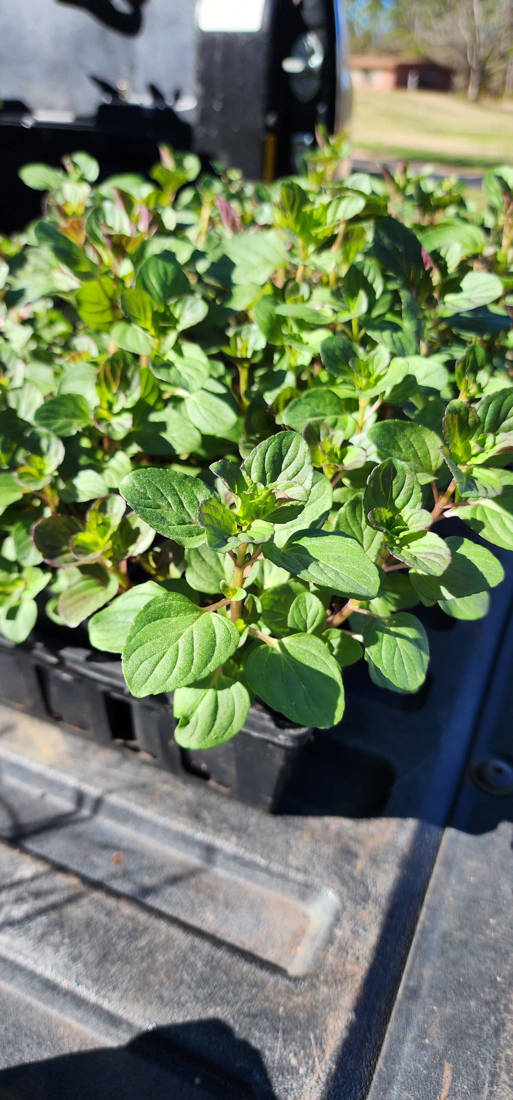 Mint "Lime" - Live Plant
