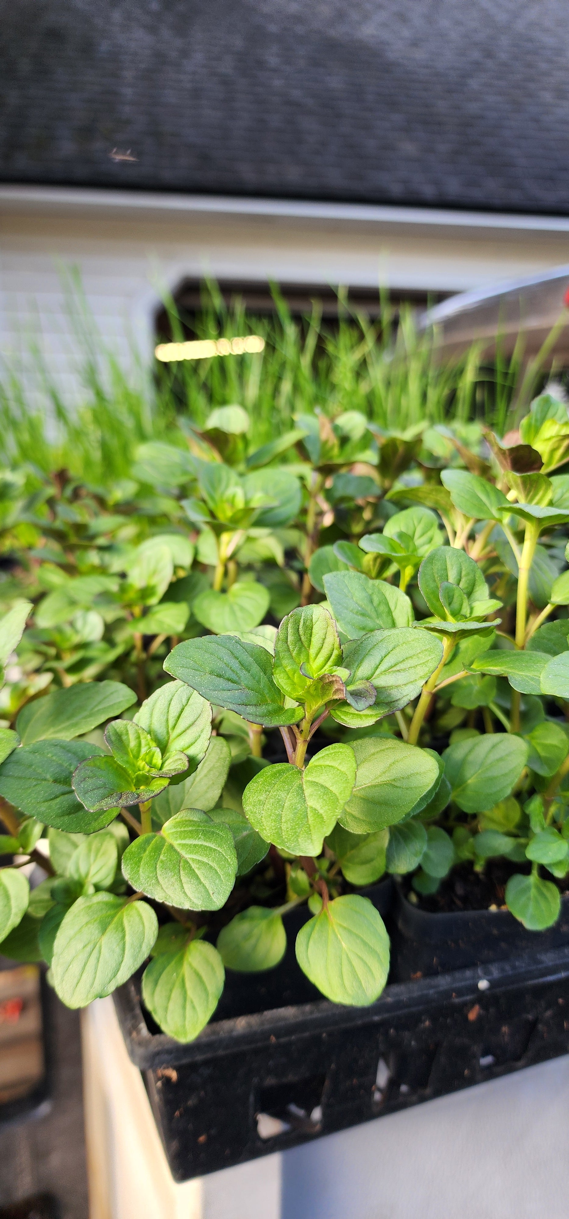 Mint "Lime" - Live Plant
