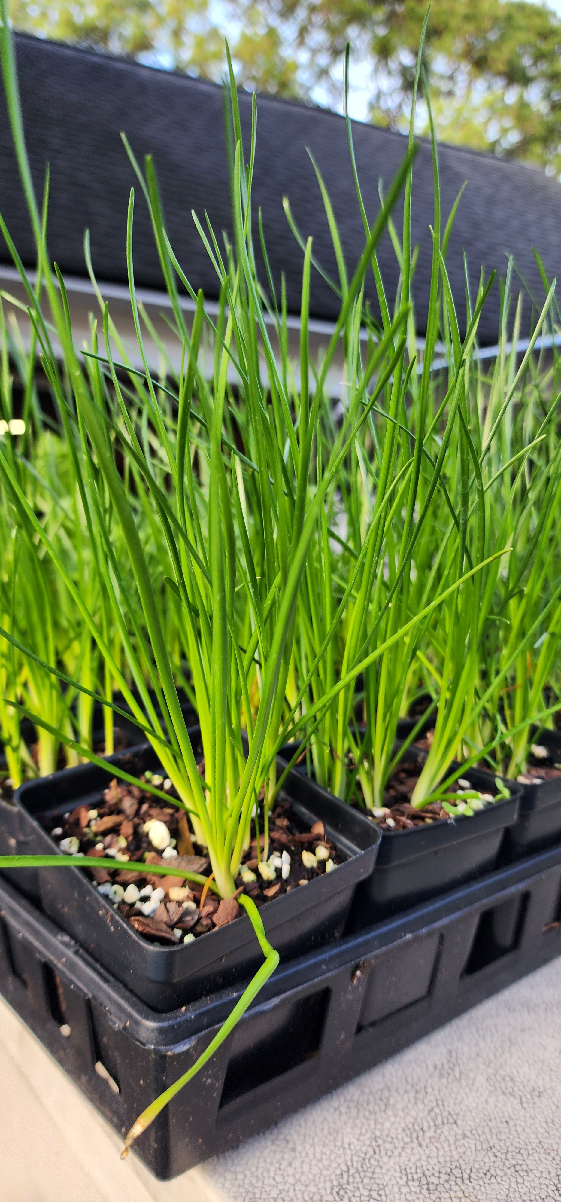 Wild Garlic - Live Plant