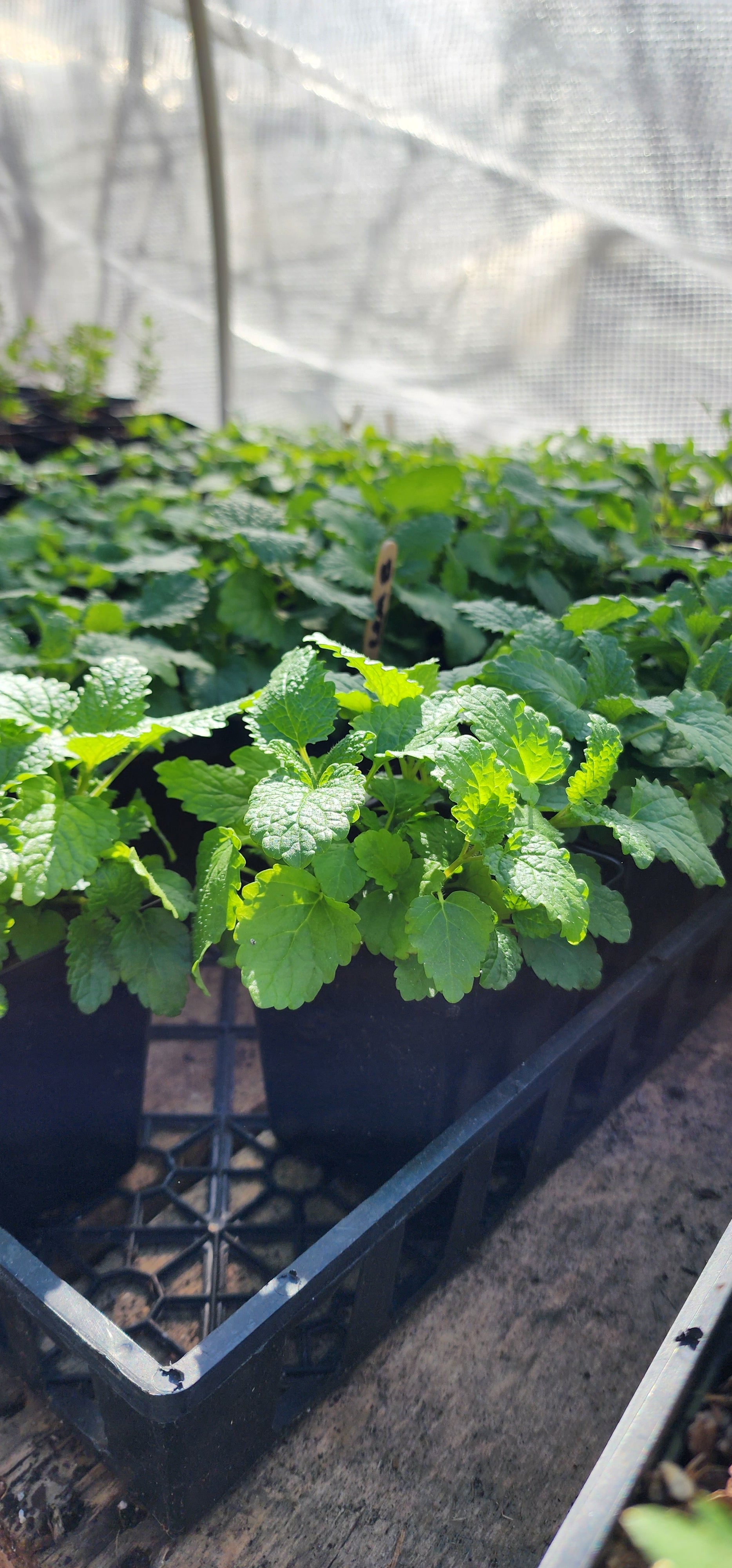 Lemon Balm - Live Plant