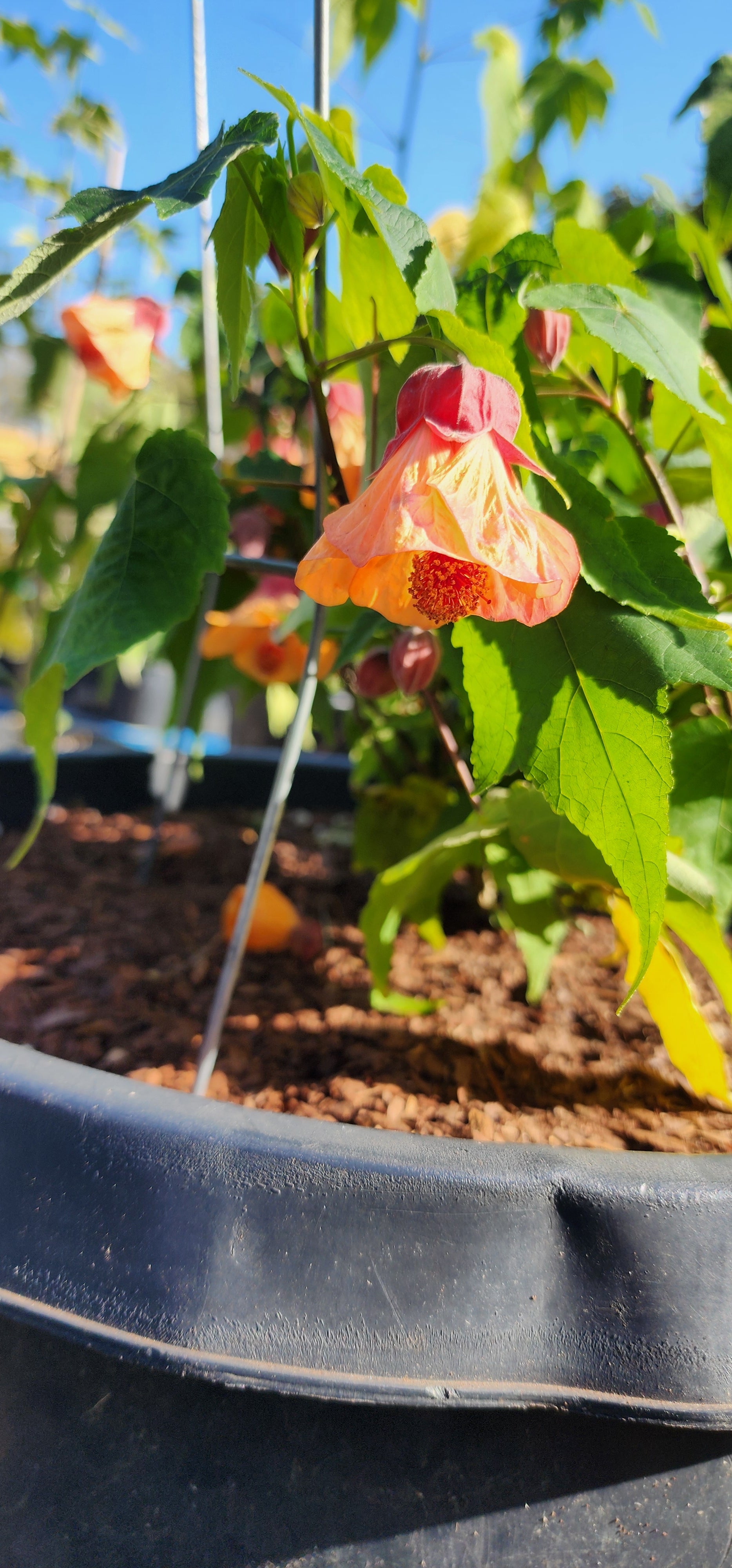 Abutilon "Marilyn's Choice" - Live Plant