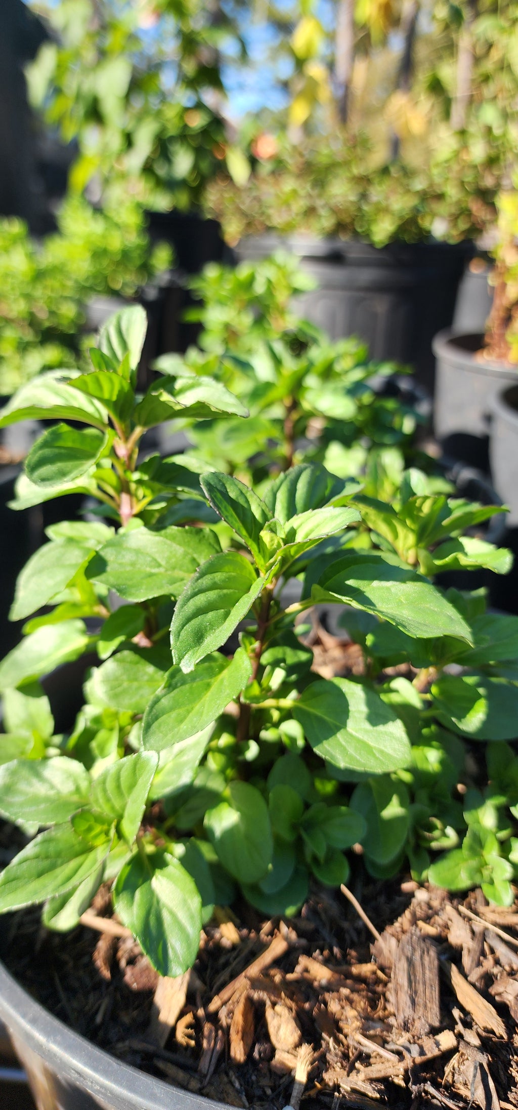 Mint "Spearmint" - Live Plant