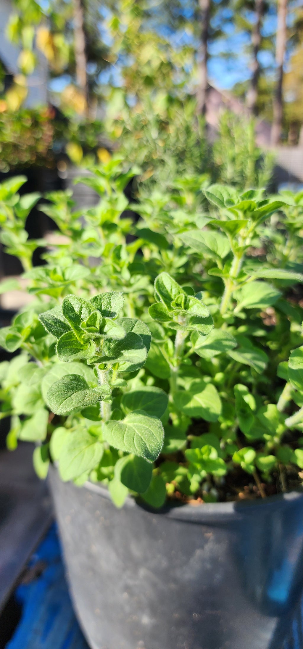 Oregano "Greek" - Live Plant