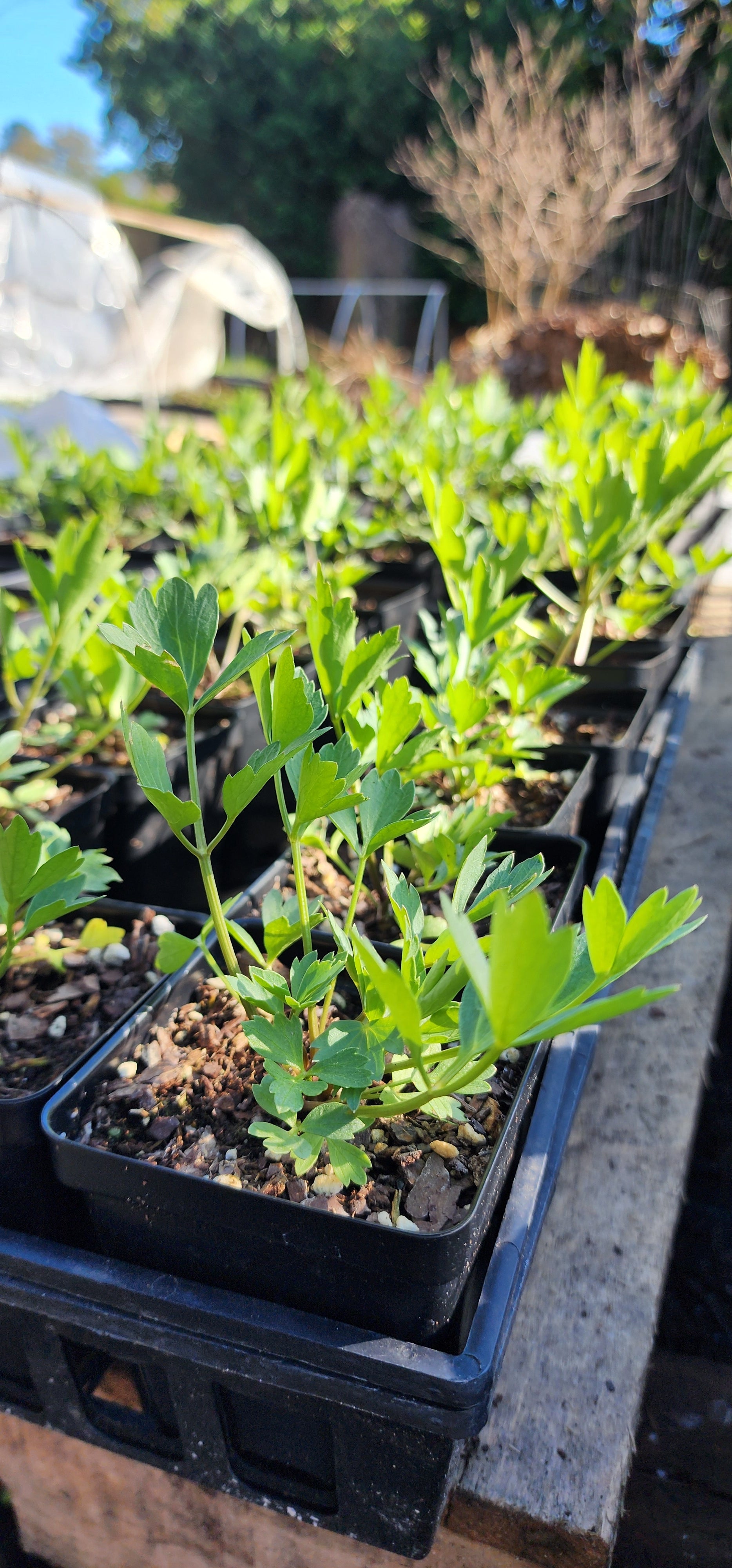 Lovage - Live Plant