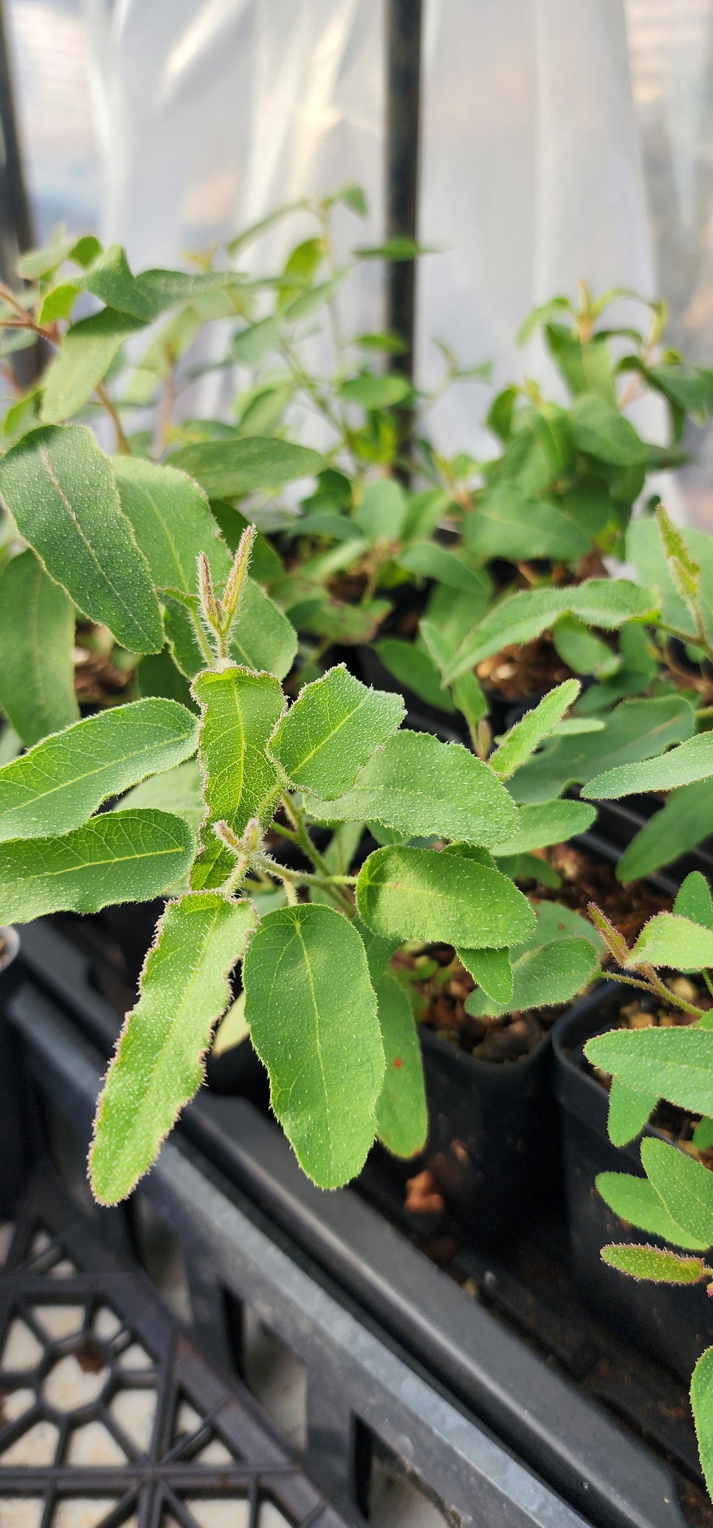 Eucalyptus "Lemon Scented" - Live Plant