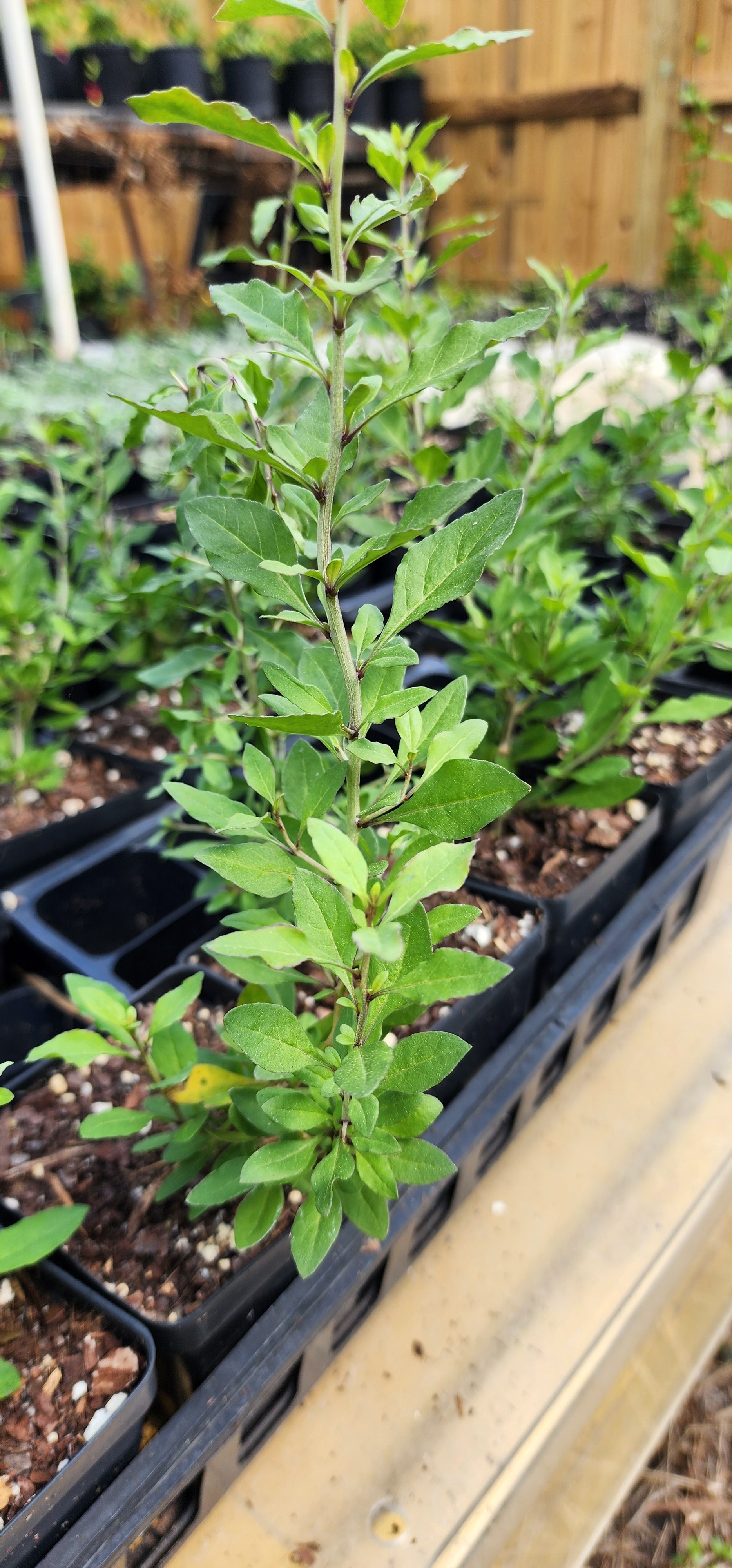 Goji Berry - Live Plant