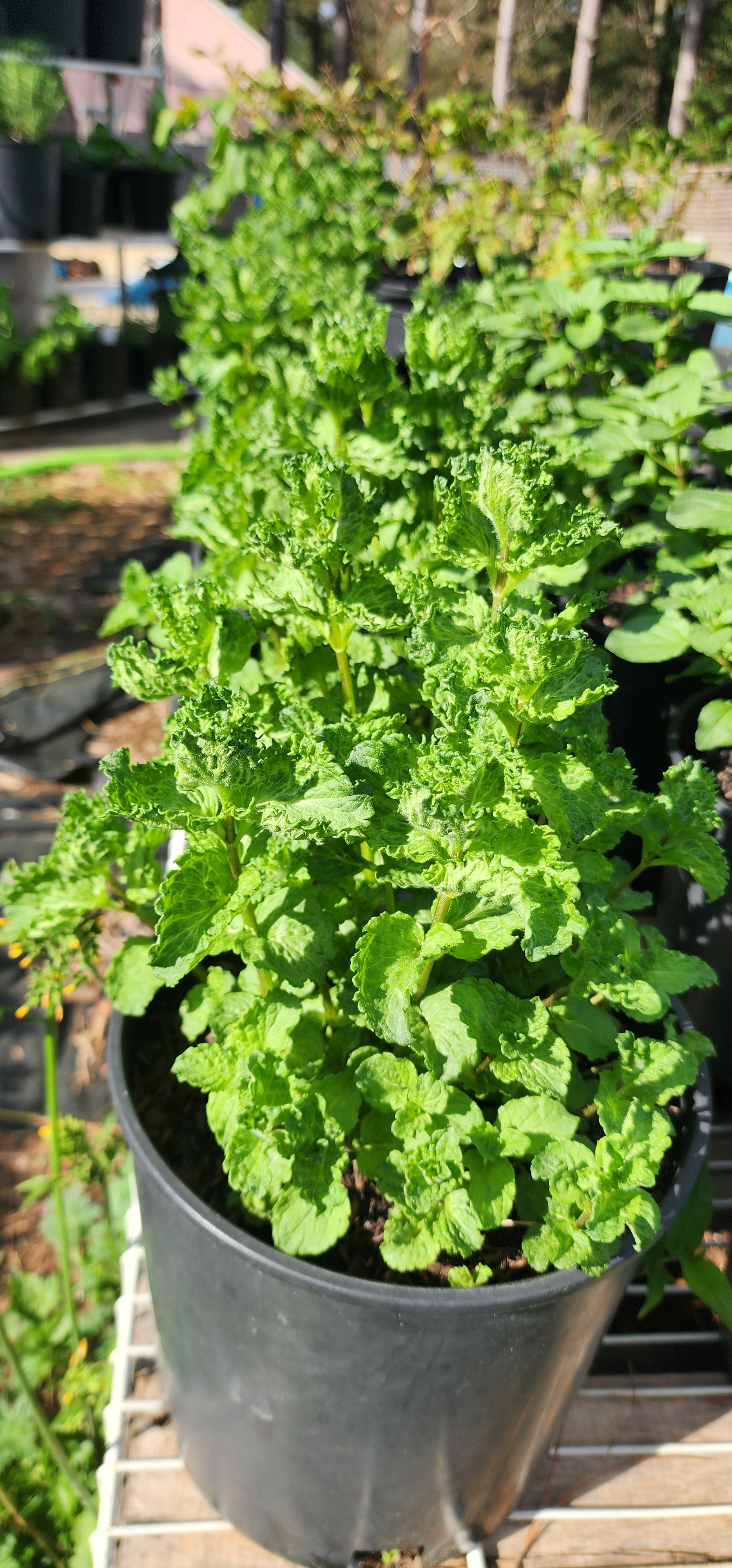 Mint "Curly" - Live Plant