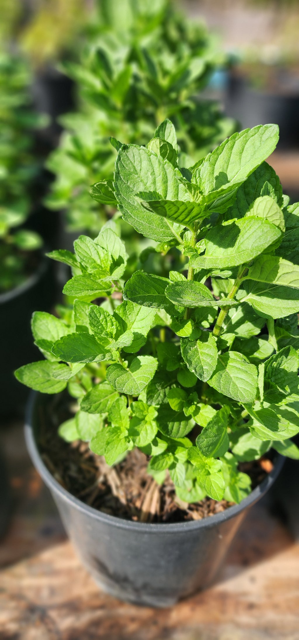 Mint "Spearmint" - Live Plant