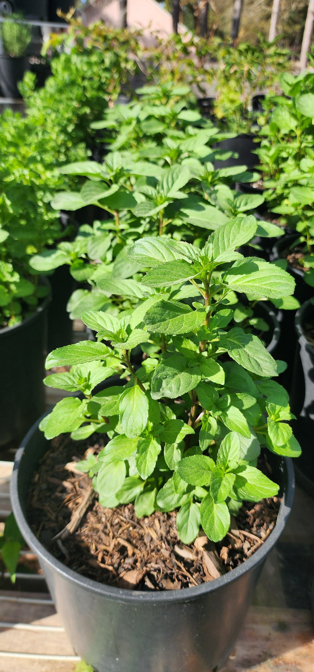 Mint "Spearmint" - Live Plant