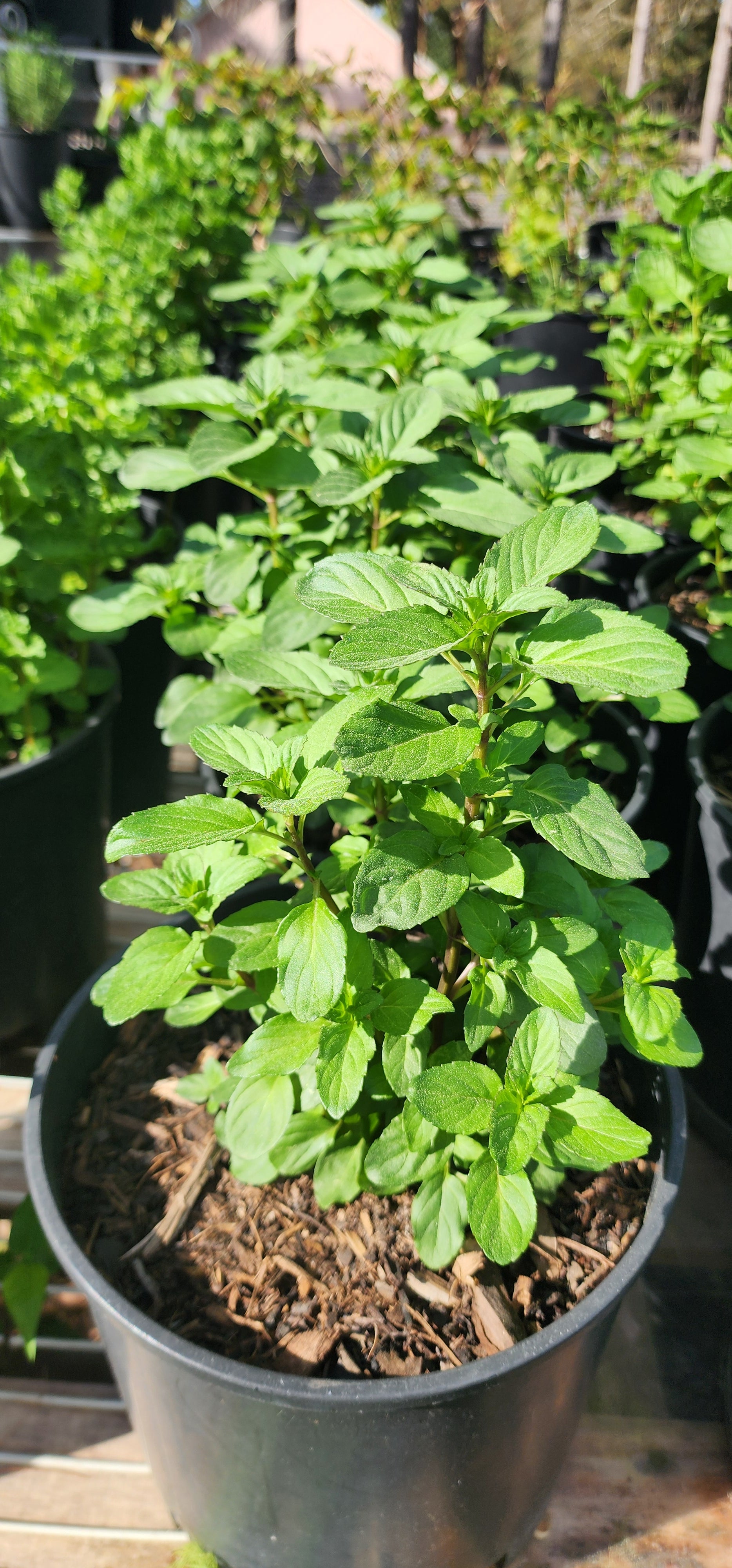 Mint "Spearmint" - Live Plant