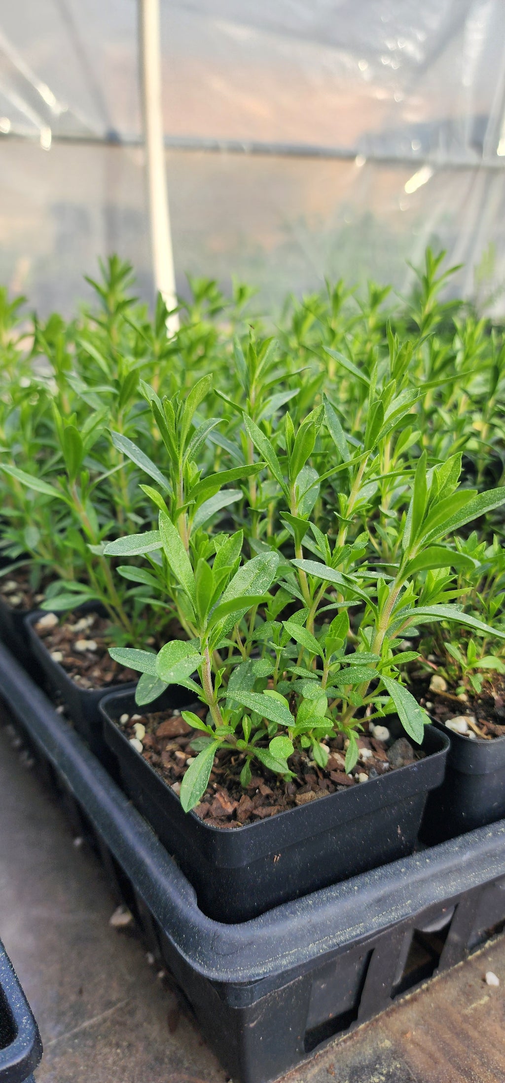 Winter Savory - Live Plant