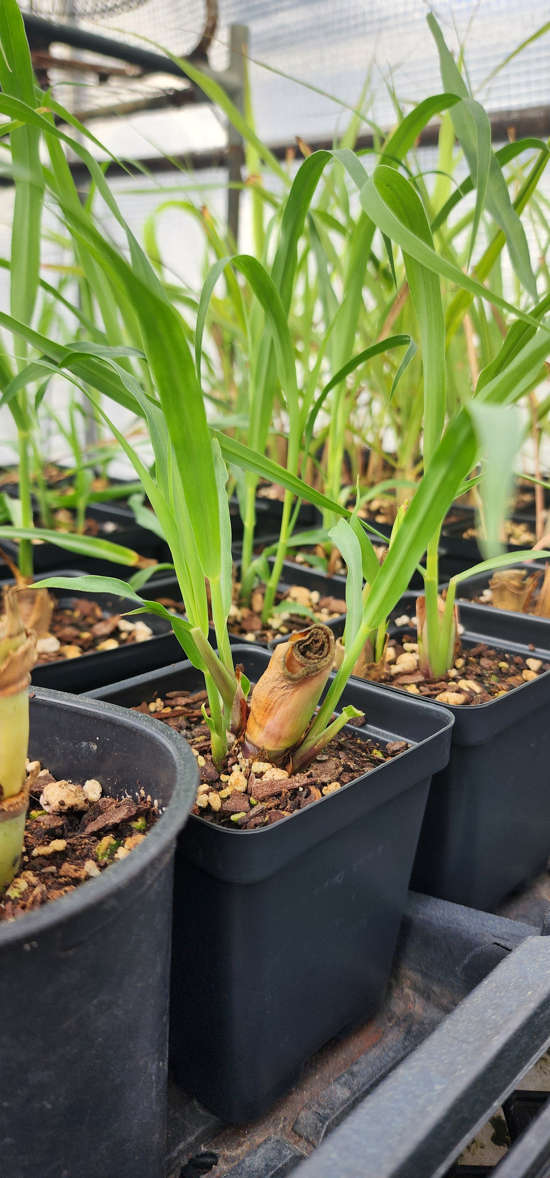 Sugarcane "Louisiana Green" - Live Plant