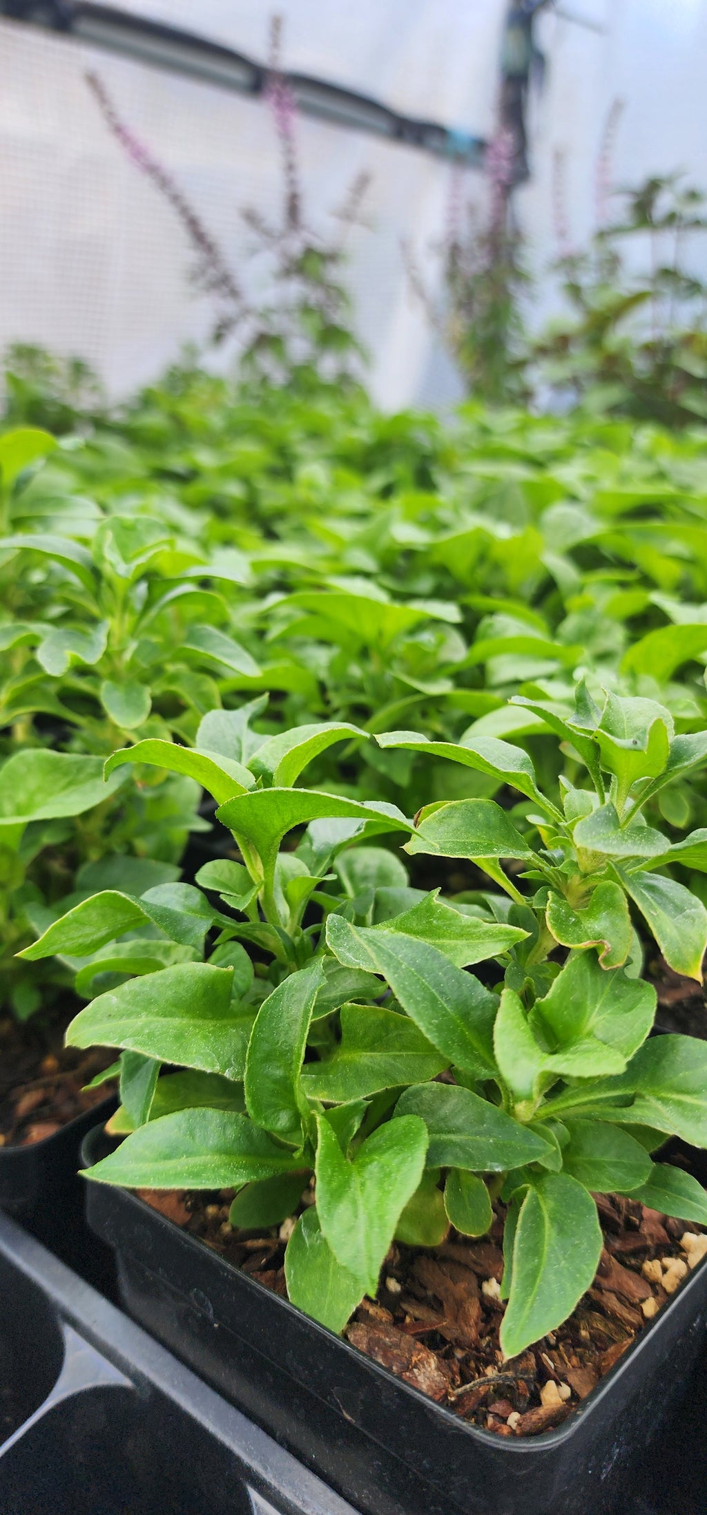 Sissoo Spinach - Live Plant