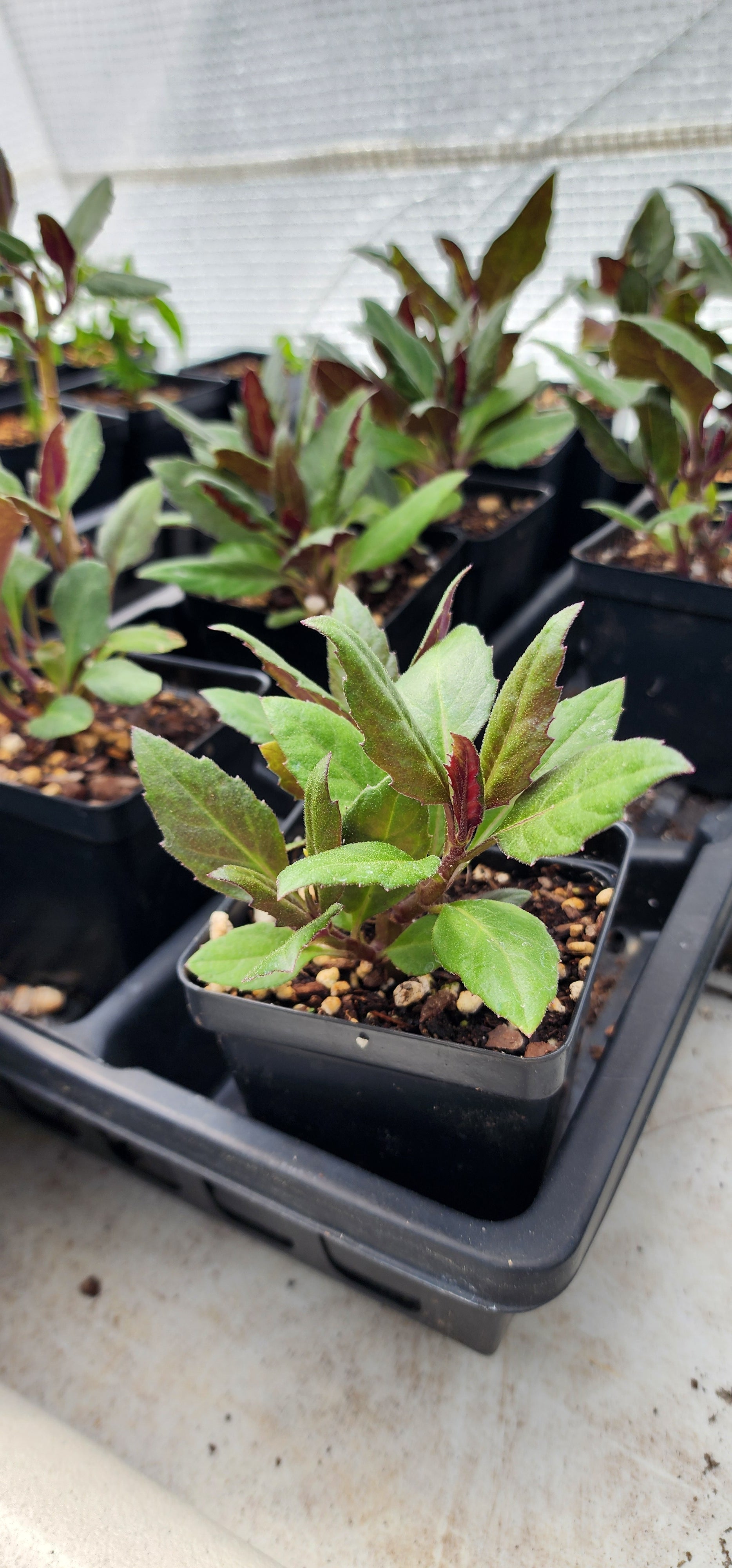 Okinawa Spinach - Live Plant