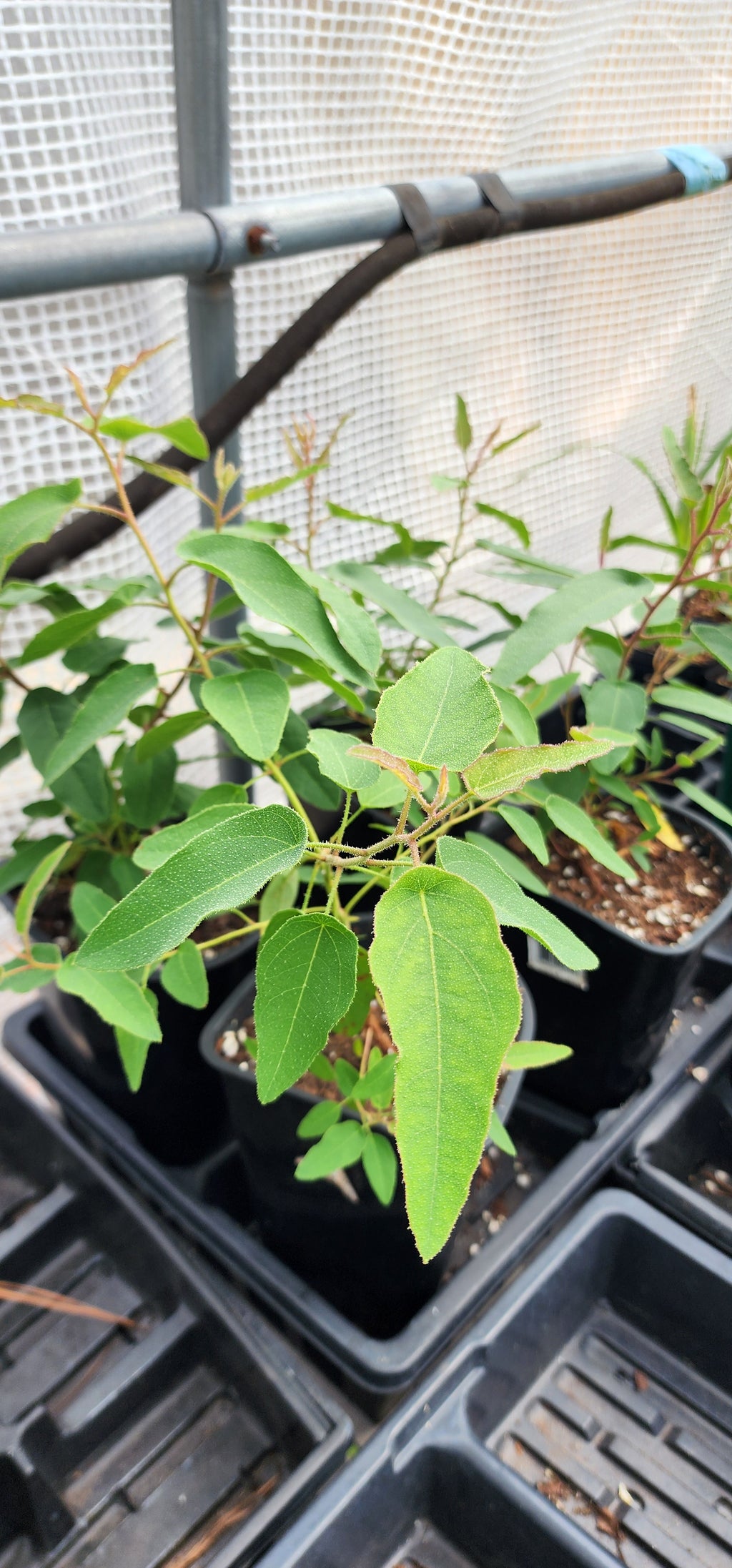 Eucalyptus "Lemon Scented" - Live Plant