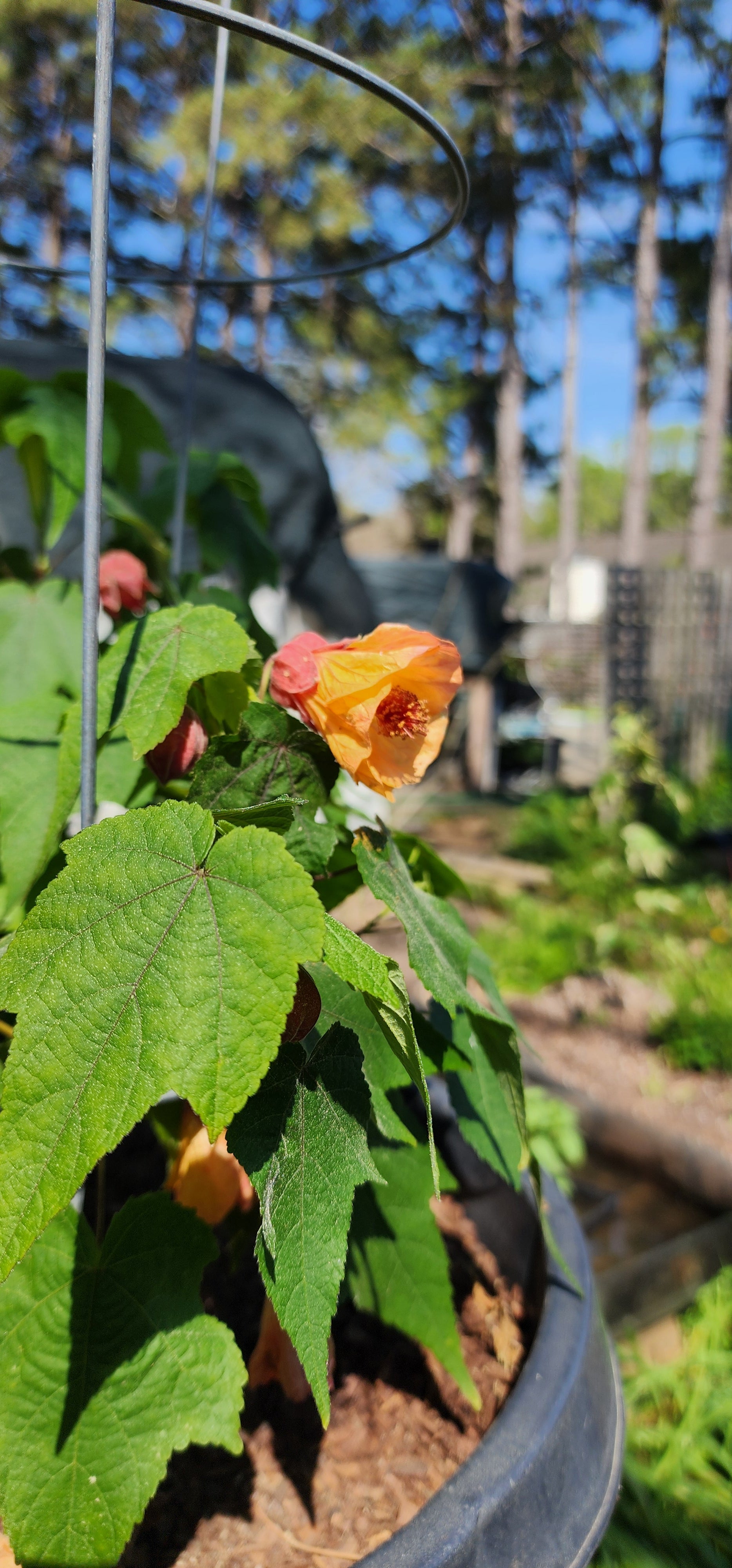 Abutilon "Marilyn's Choice" - Live Plant