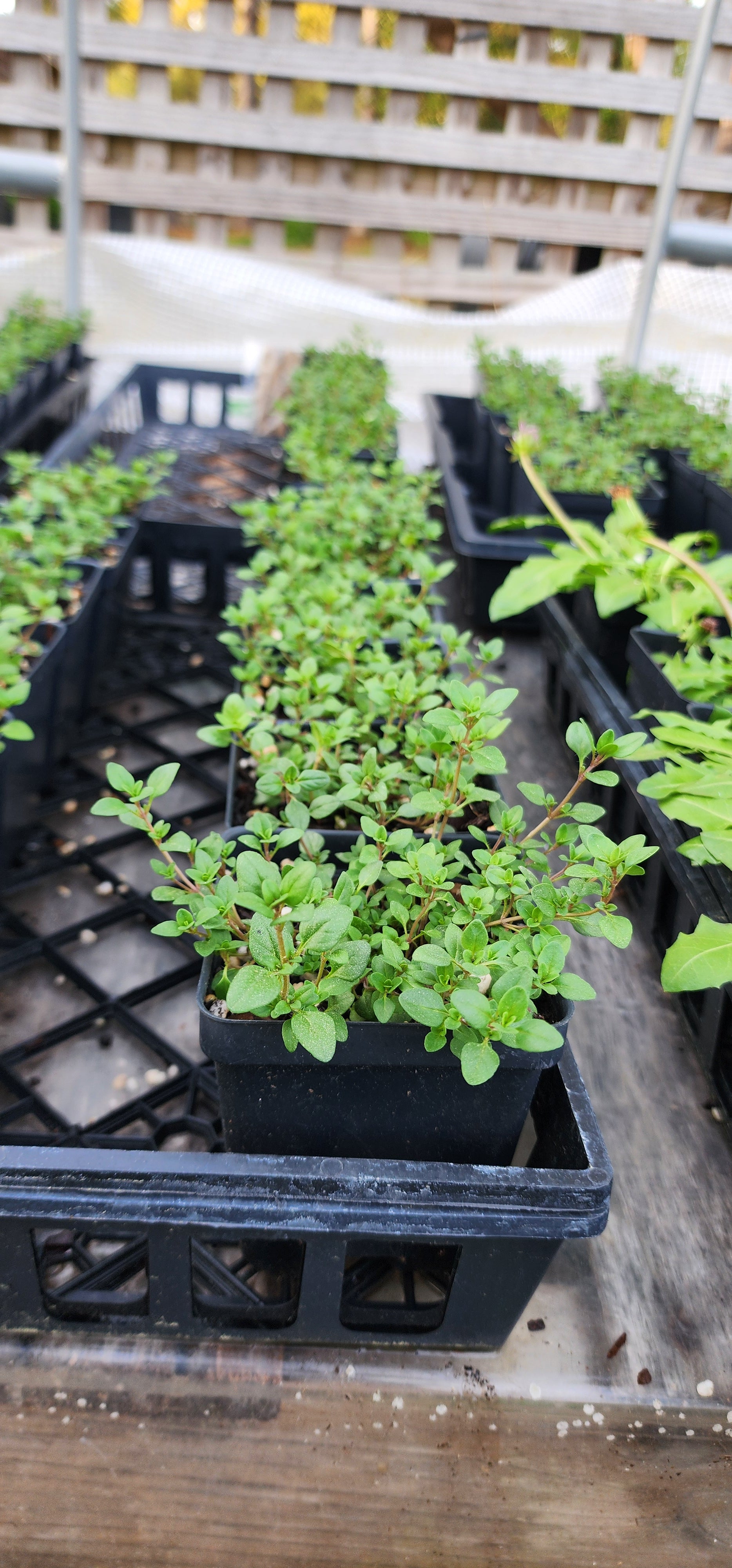 Thyme "Creeping" - Live Plant