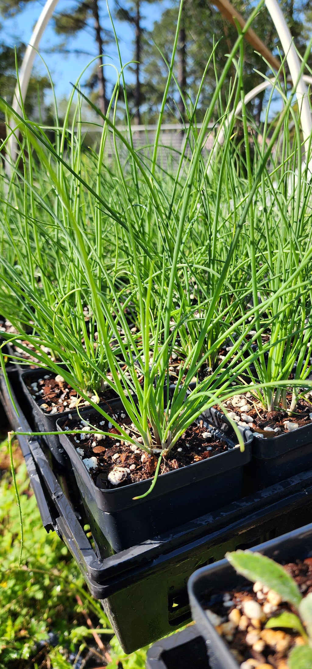Chives "Onion" - Live Plant