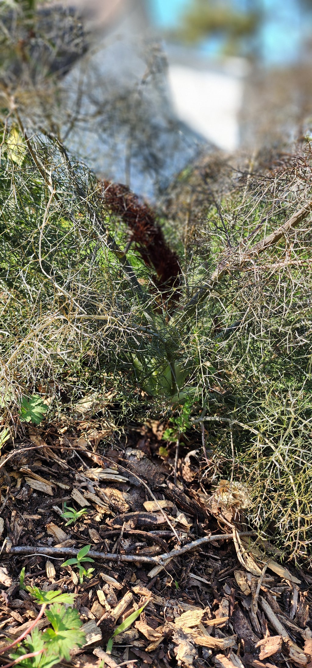 Fennel "Bronze" - Live Plant