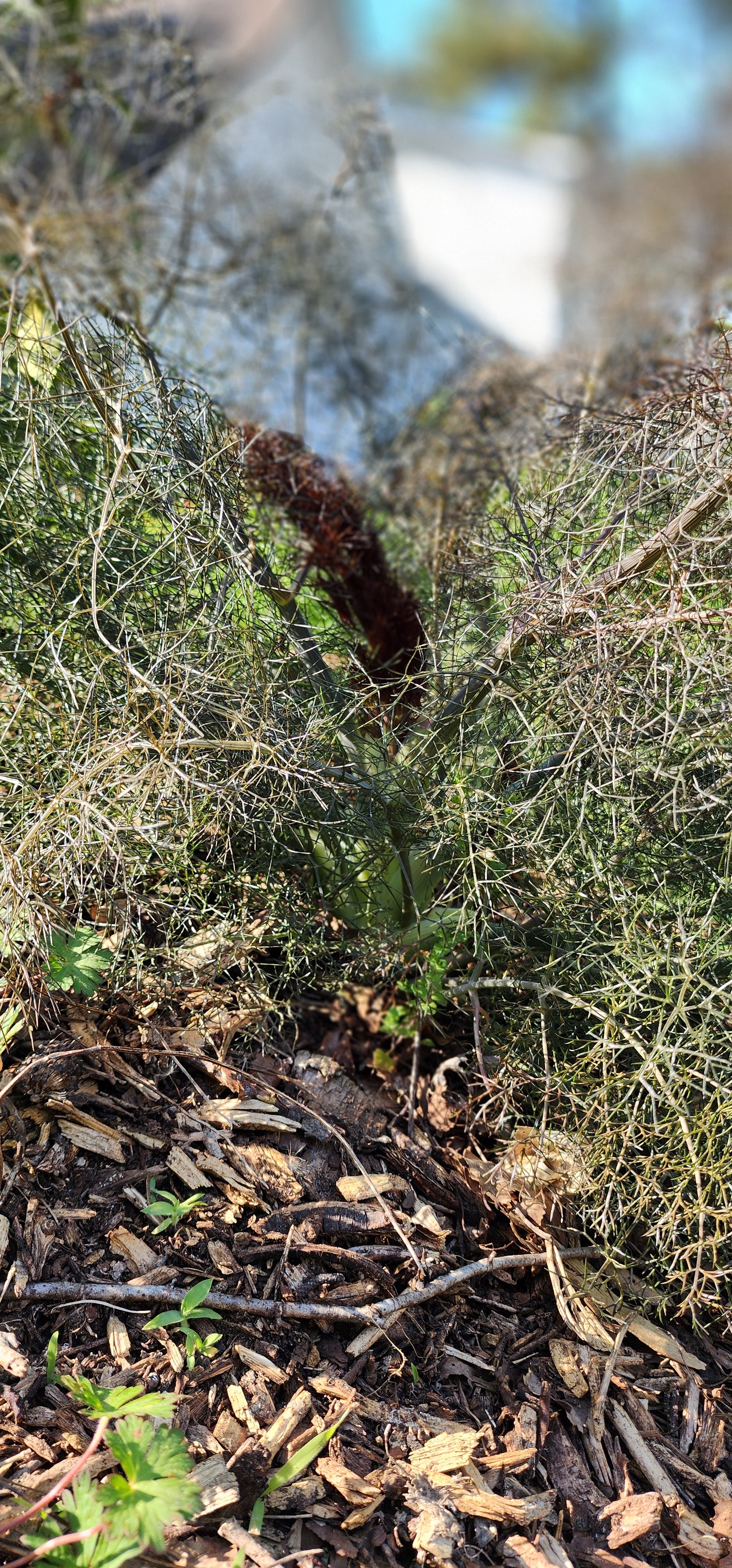 Fennel "Bronze" - Live Plant