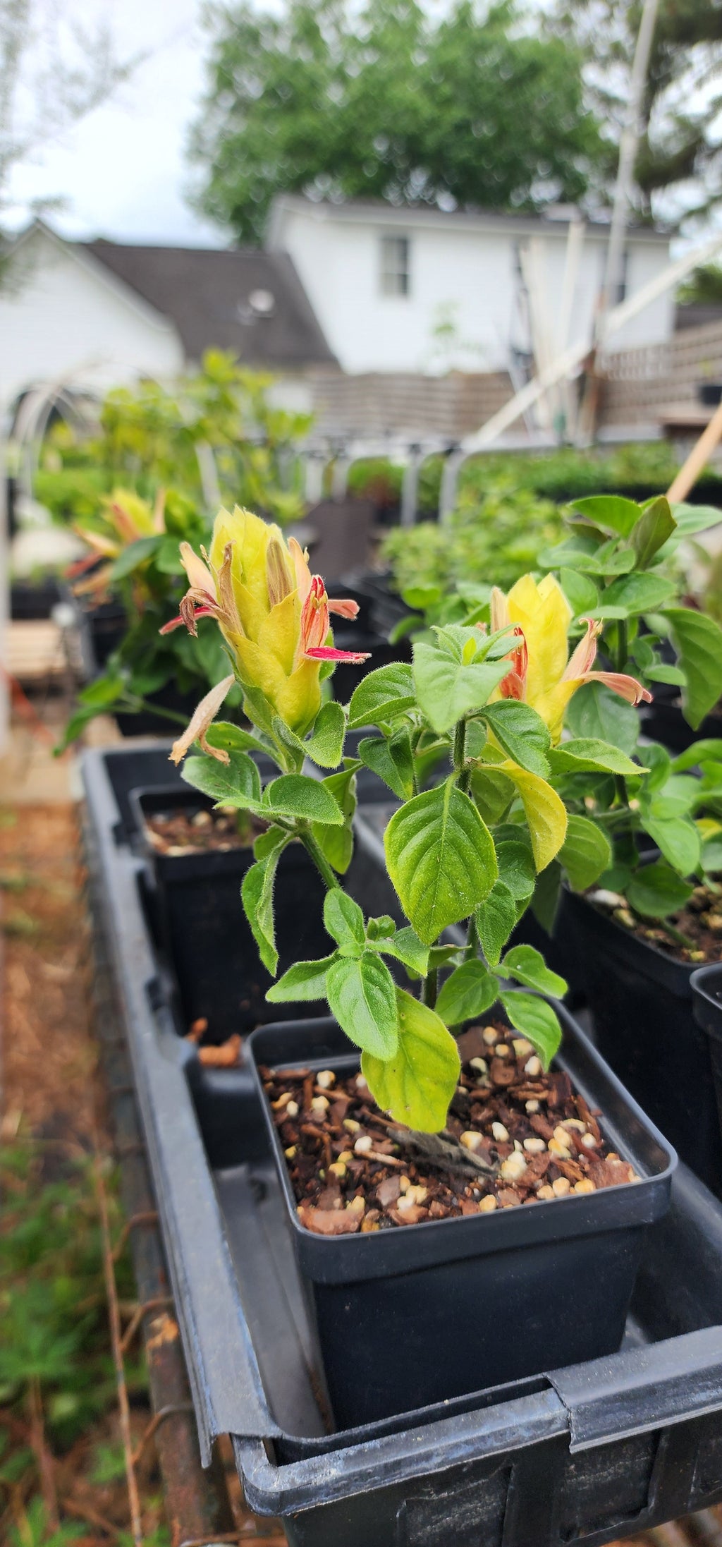 Shrimp Plant "Fruit Cocktail" - Live Plant