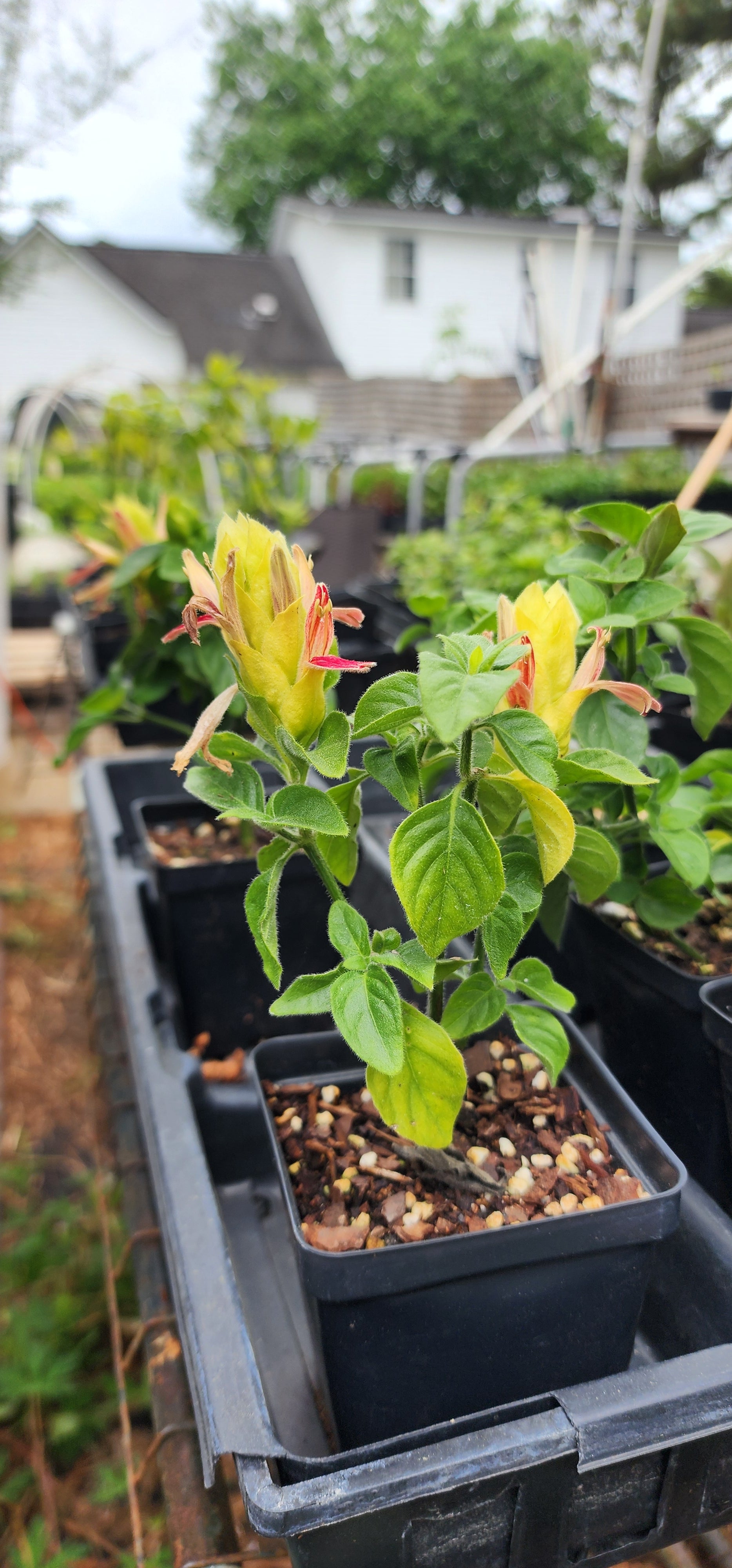Shrimp Plant "Fruit Cocktail" - Live Plant