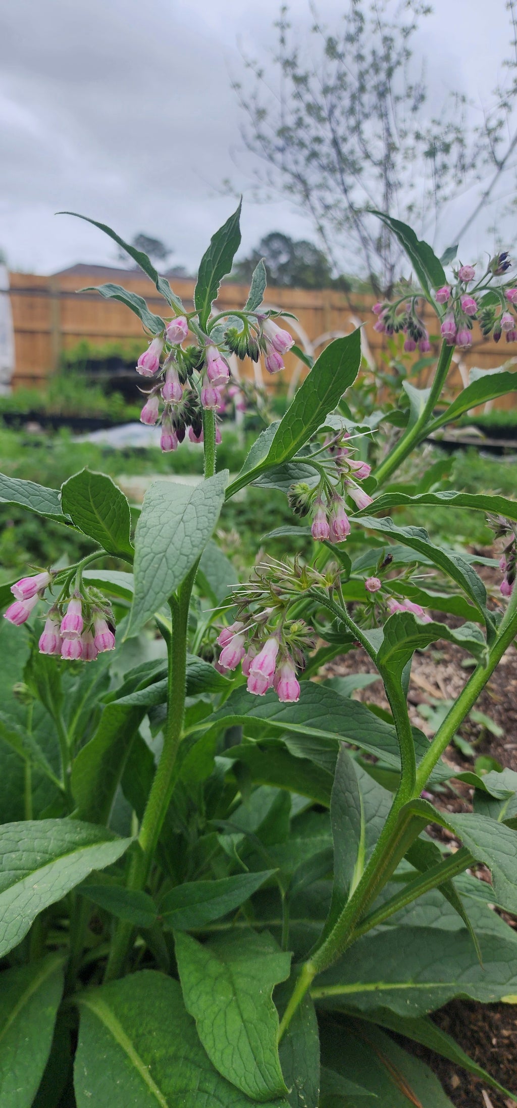 Comfrey "Blocking 14" - Live Plant