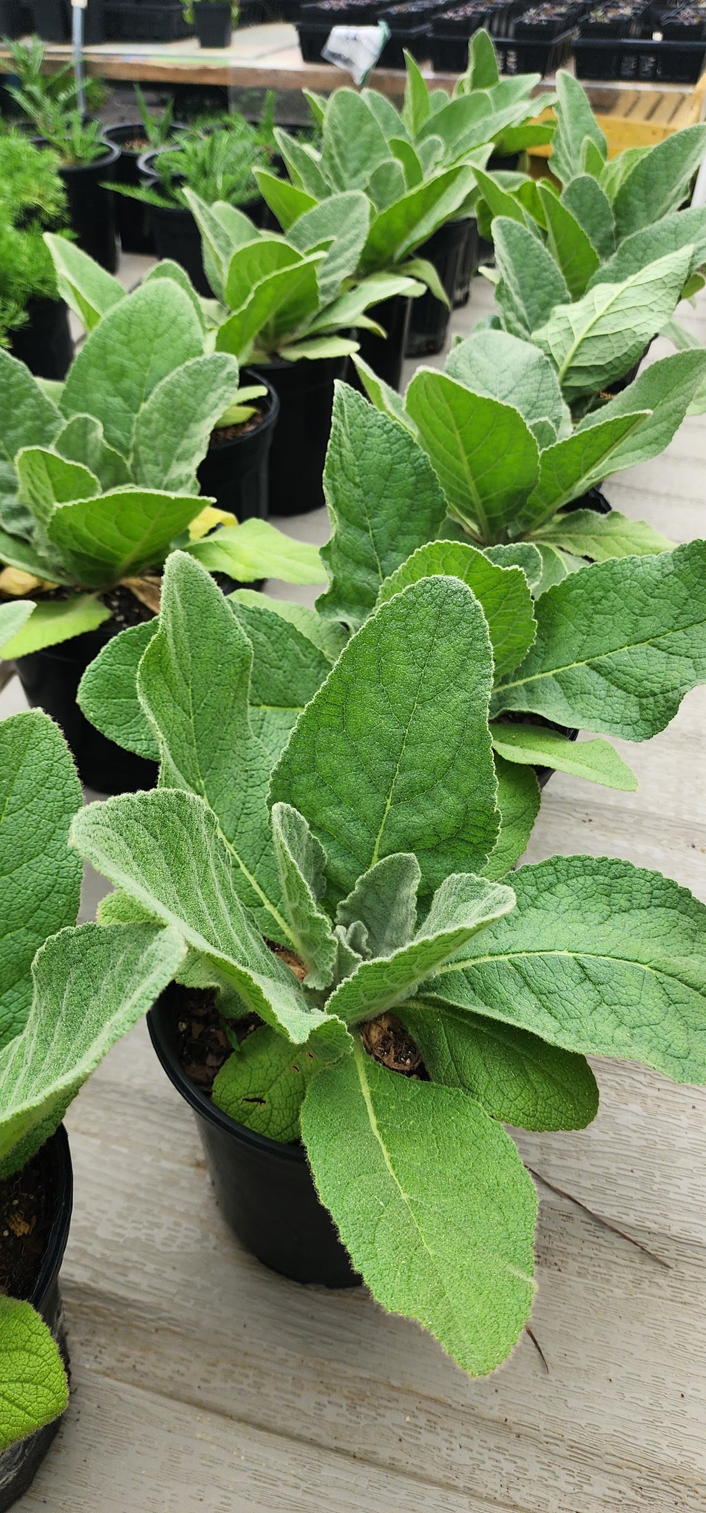 Mullein - Live Plant