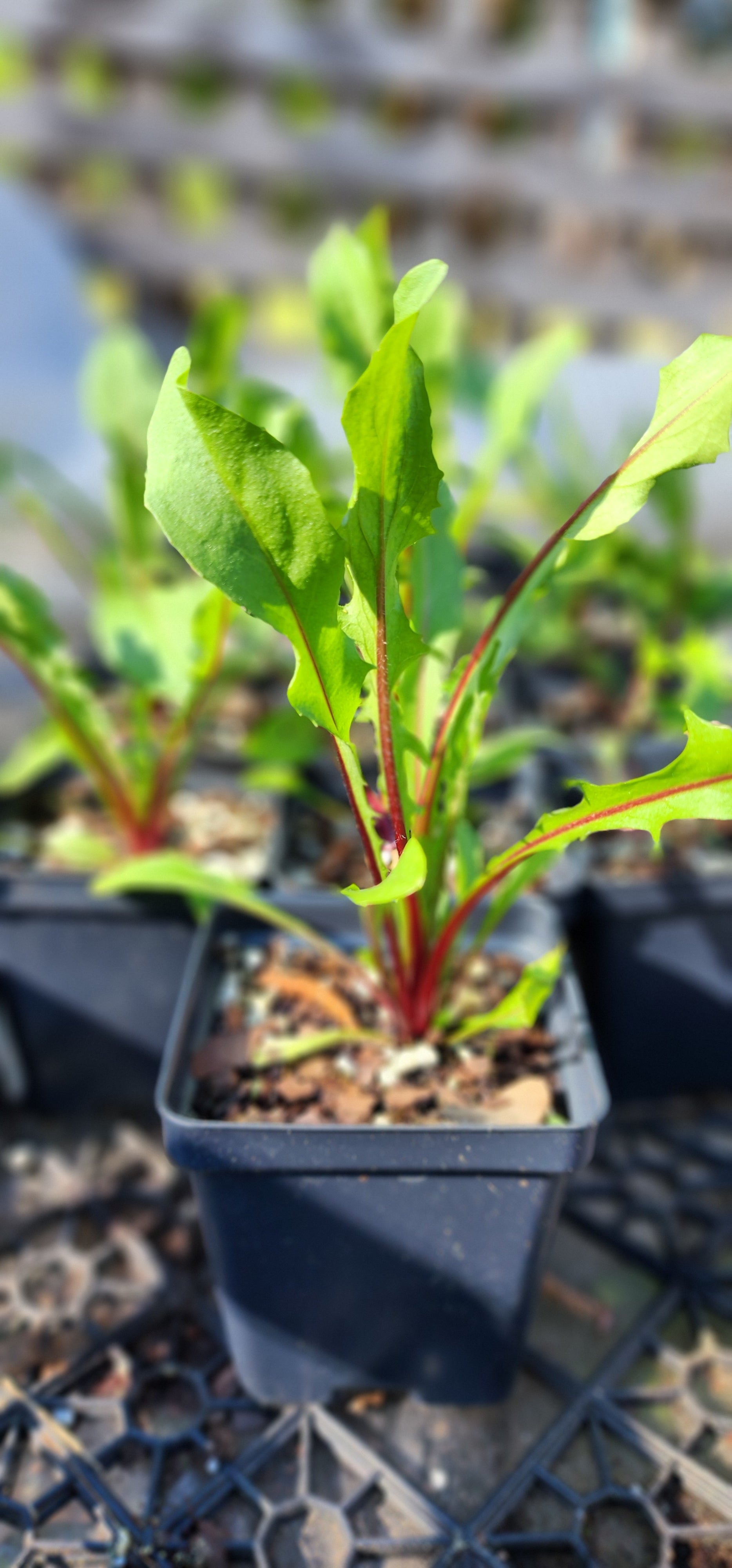 Dandelion "Italiko Rosso Red" - Live Plant