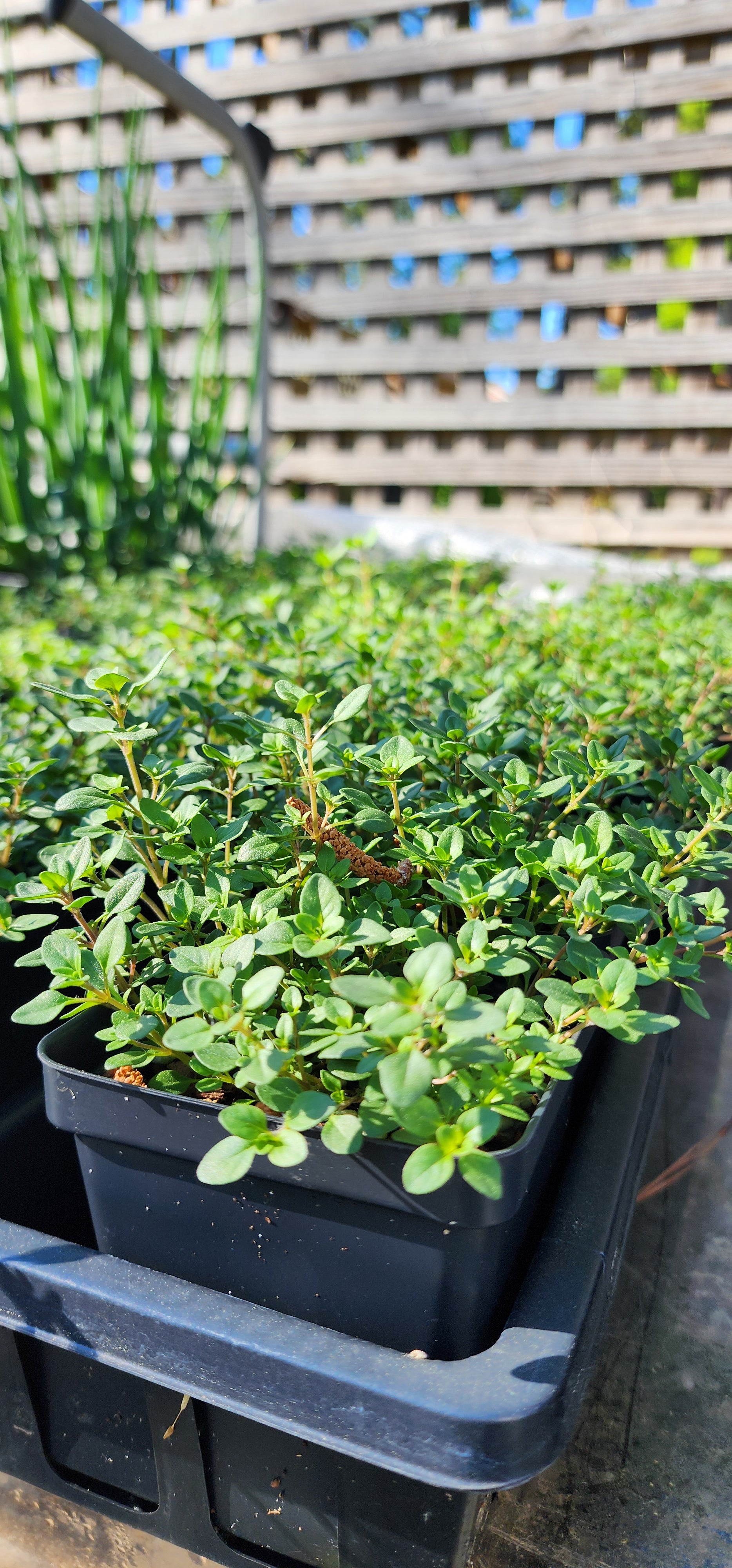 Thyme "Creeping" - Live Plant