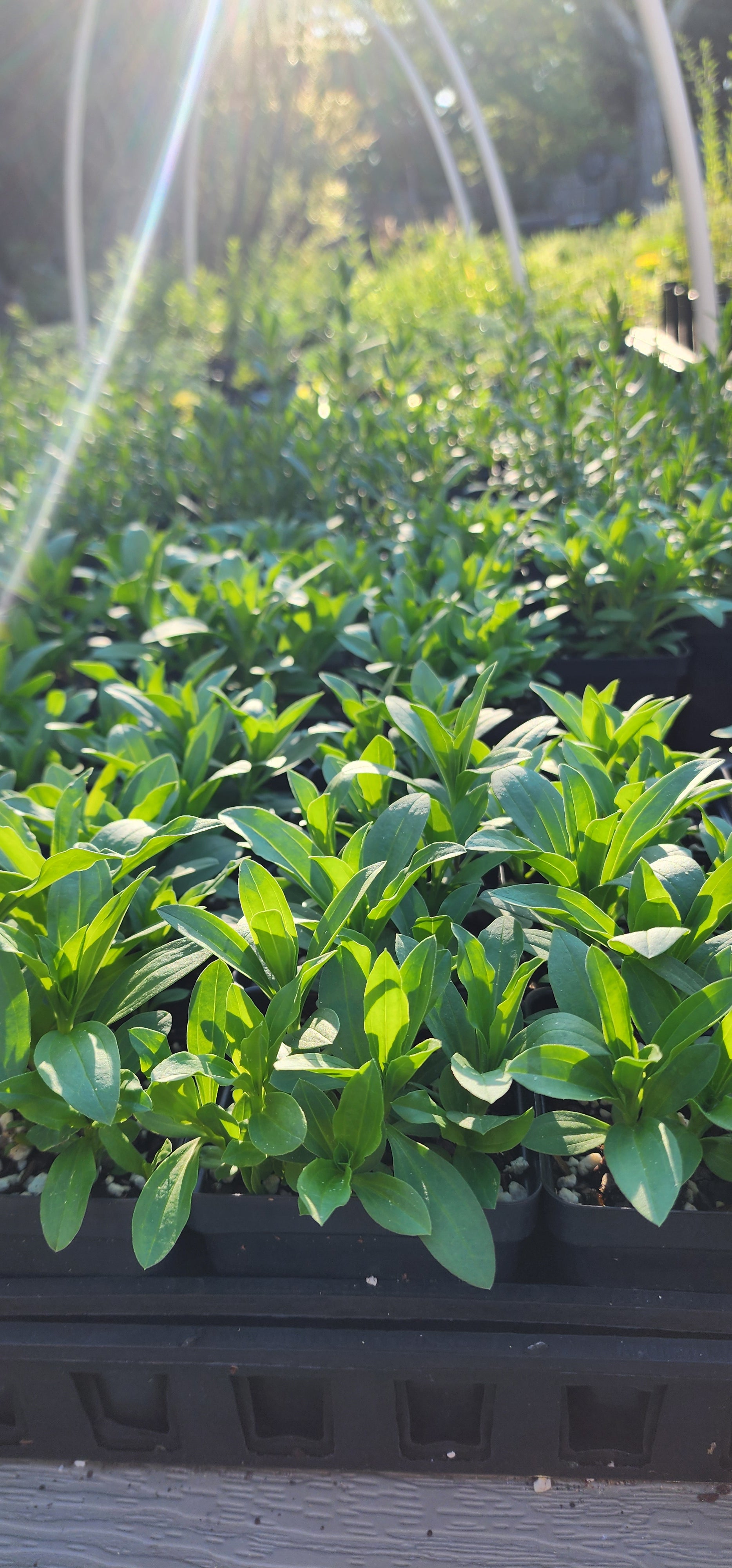 Soapwort - Live Plant