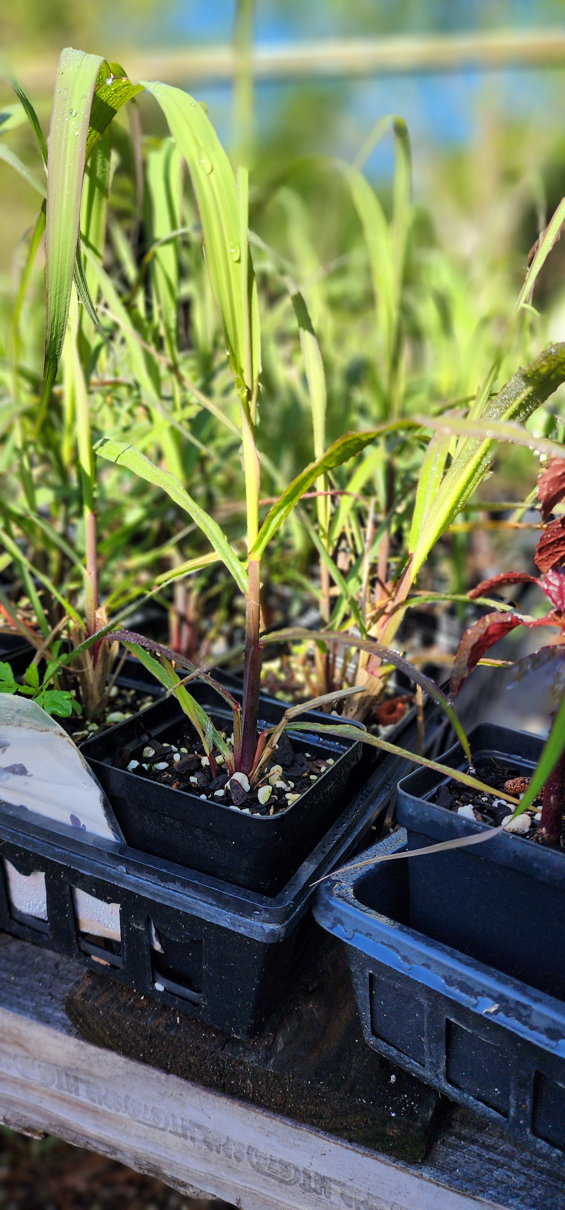 Sugarcane "Florida Red" - Live Plant