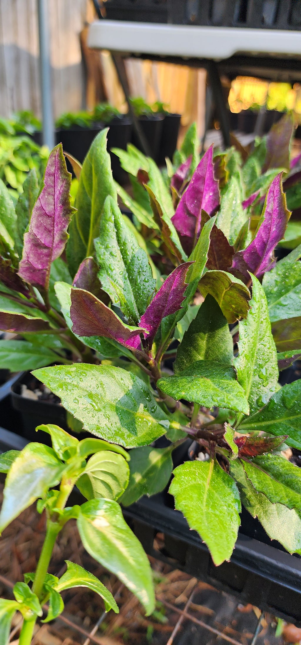 Okinawa Spinach - Live Plant