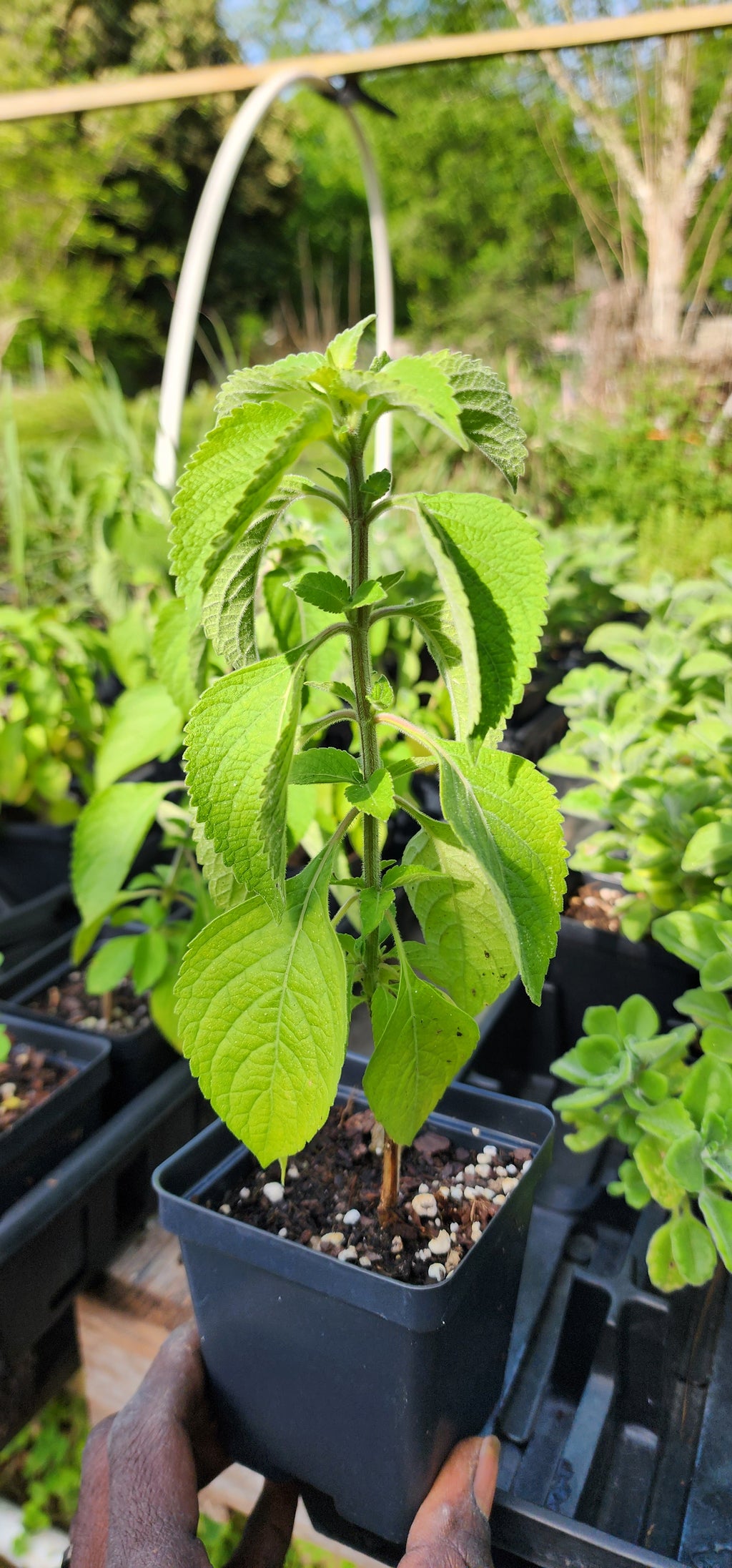 Tulsi "Vana" - Live Plant