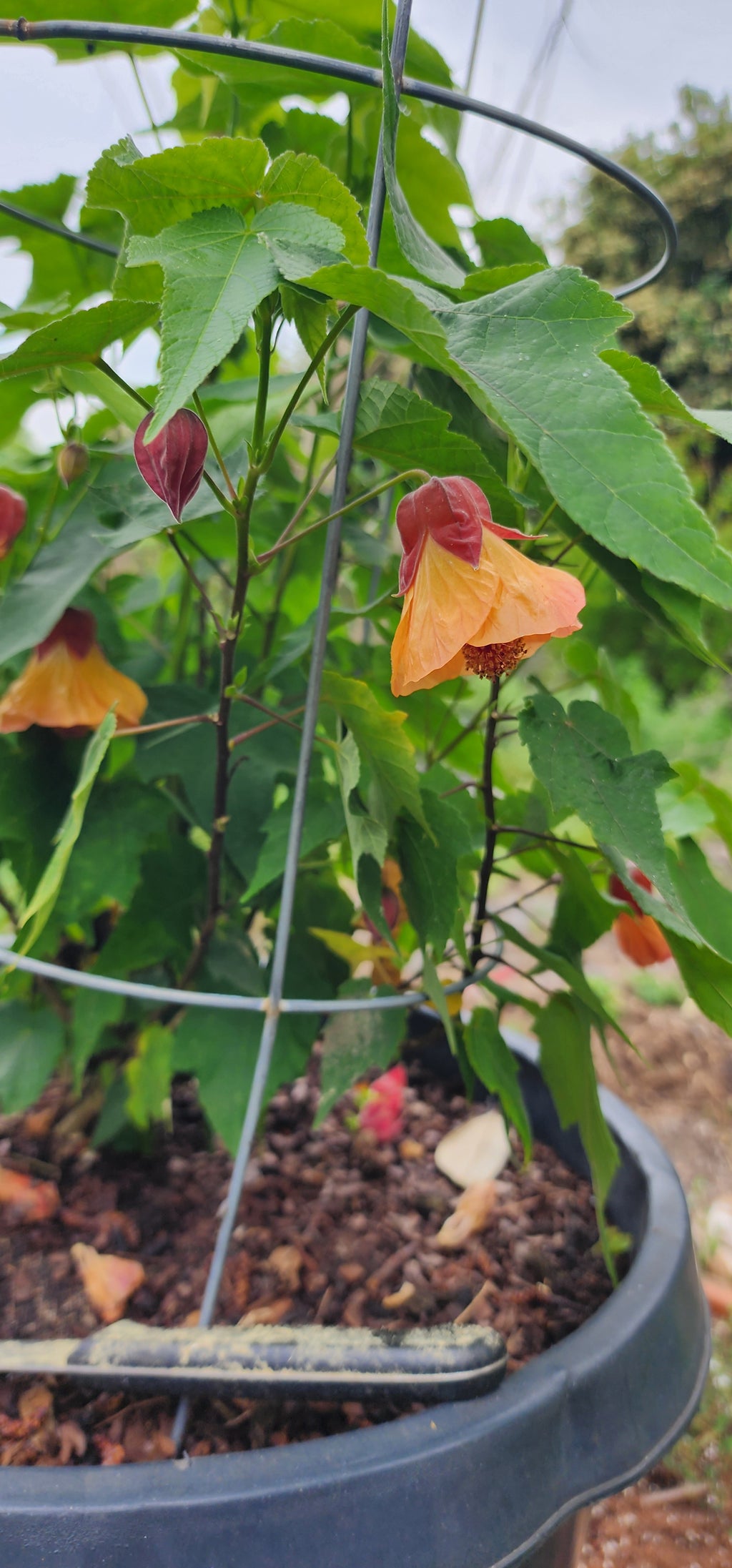 Abutilon "Marilyn's Choice" - Live Plant