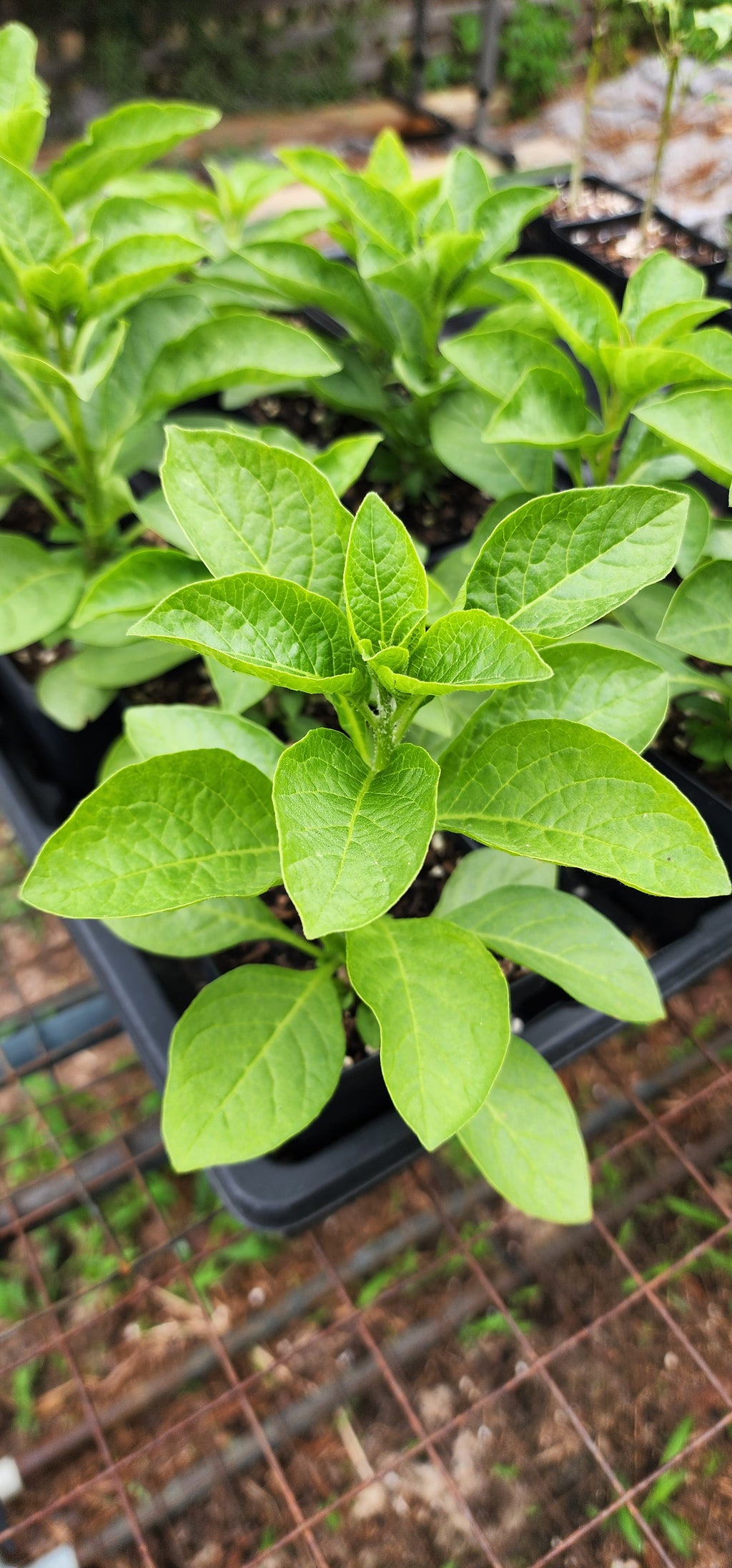 Iochroma "Royal Purple" - Live Plant