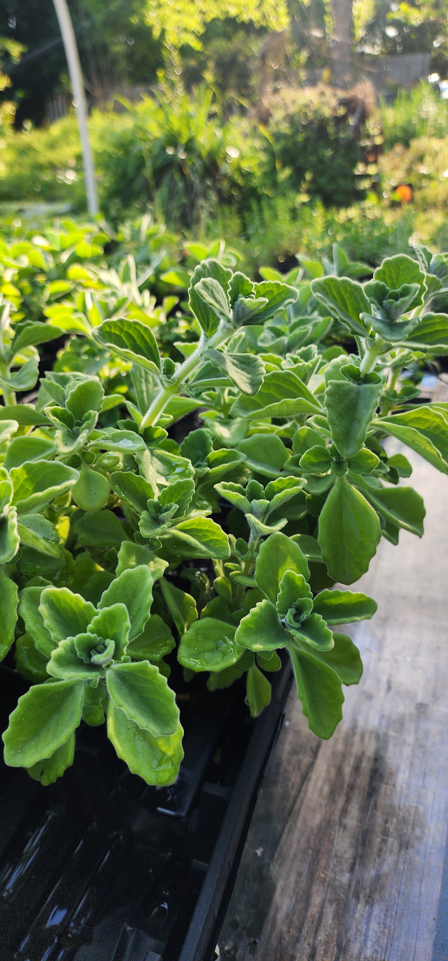 Vicks Plant - Live Plant