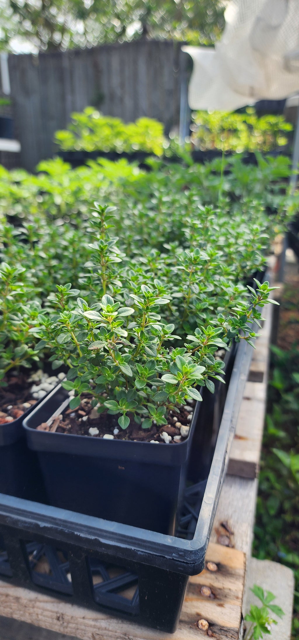 Thyme "Creeping" - Live Plant