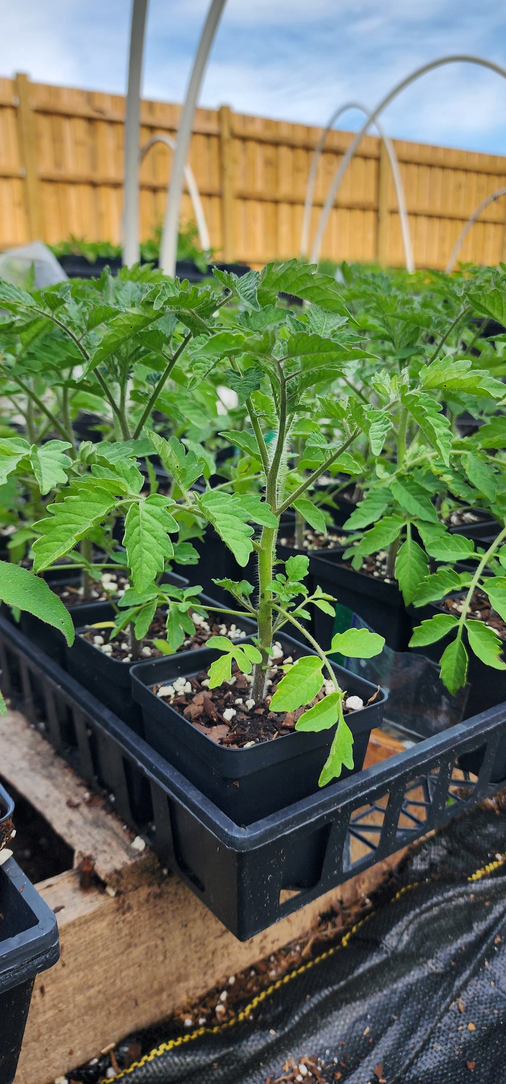 Tomatoe "Florida Everglades" - Live Plant