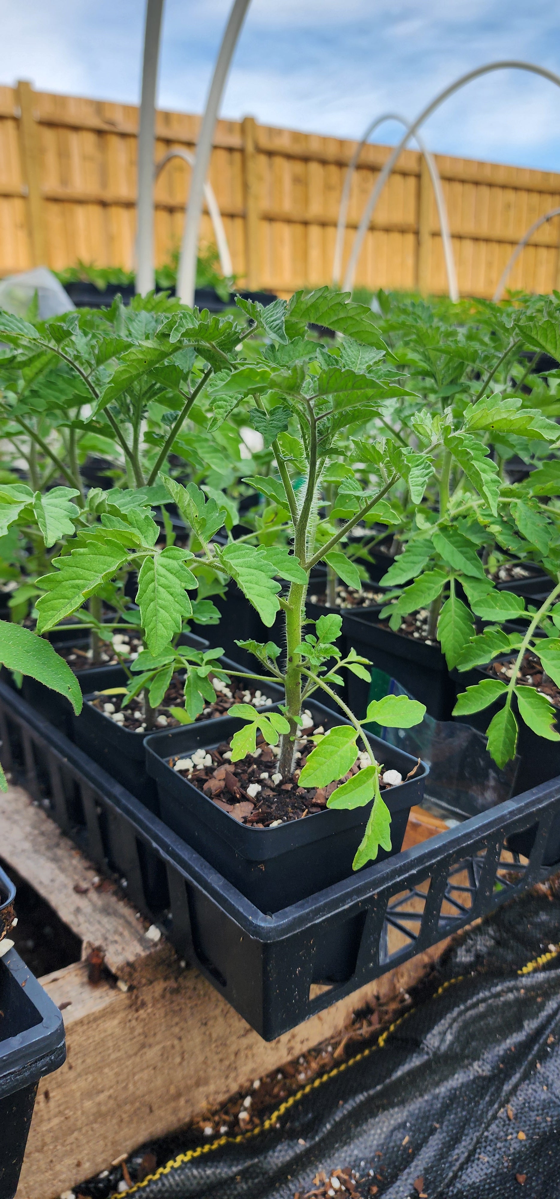 Tomatoe "Florida Everglades" - Live Plant