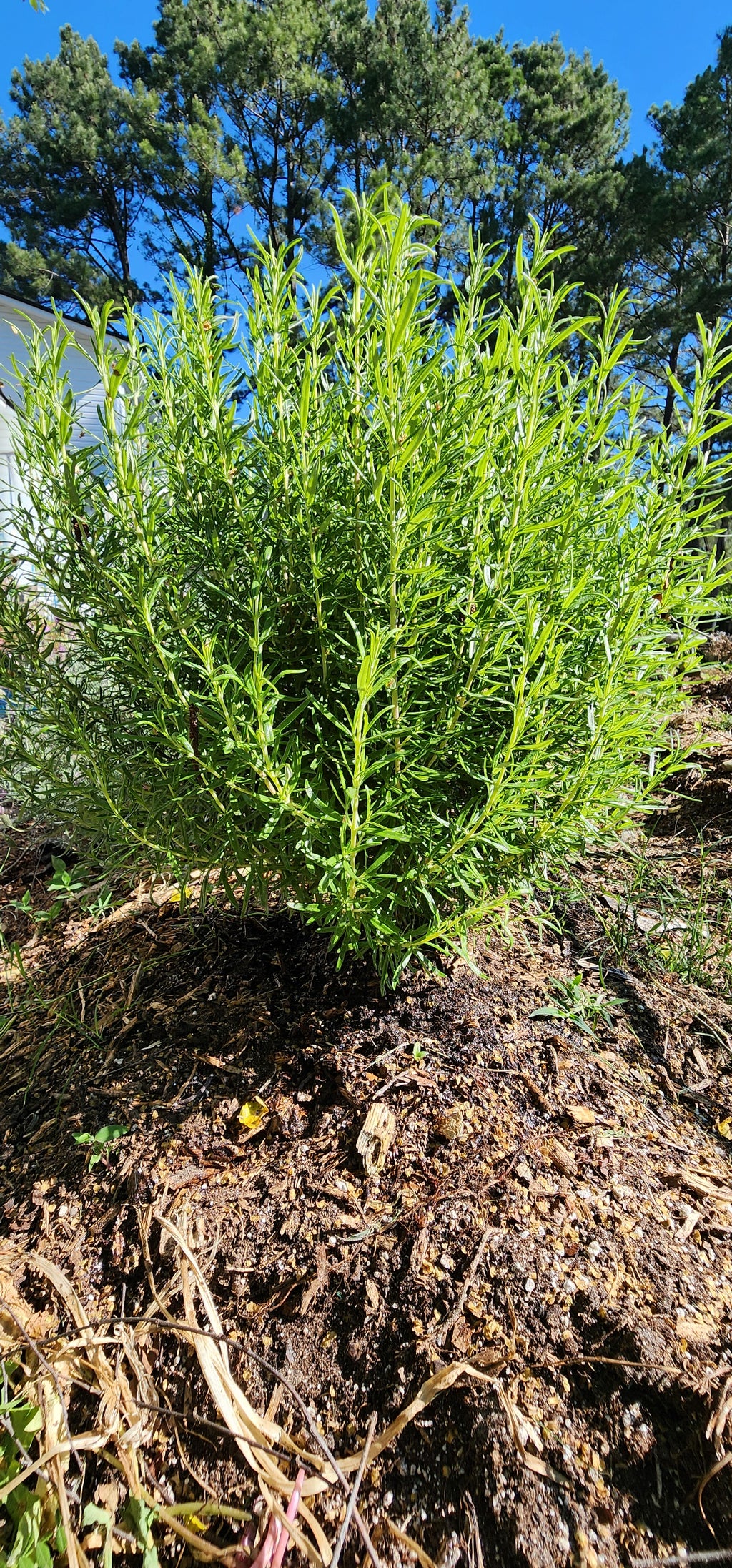Rosemary "BBQ" - Live Plant