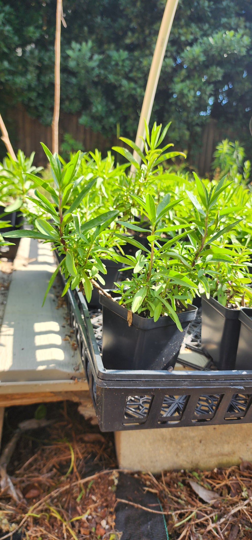 Tarragon "Mexican" - Live Plant