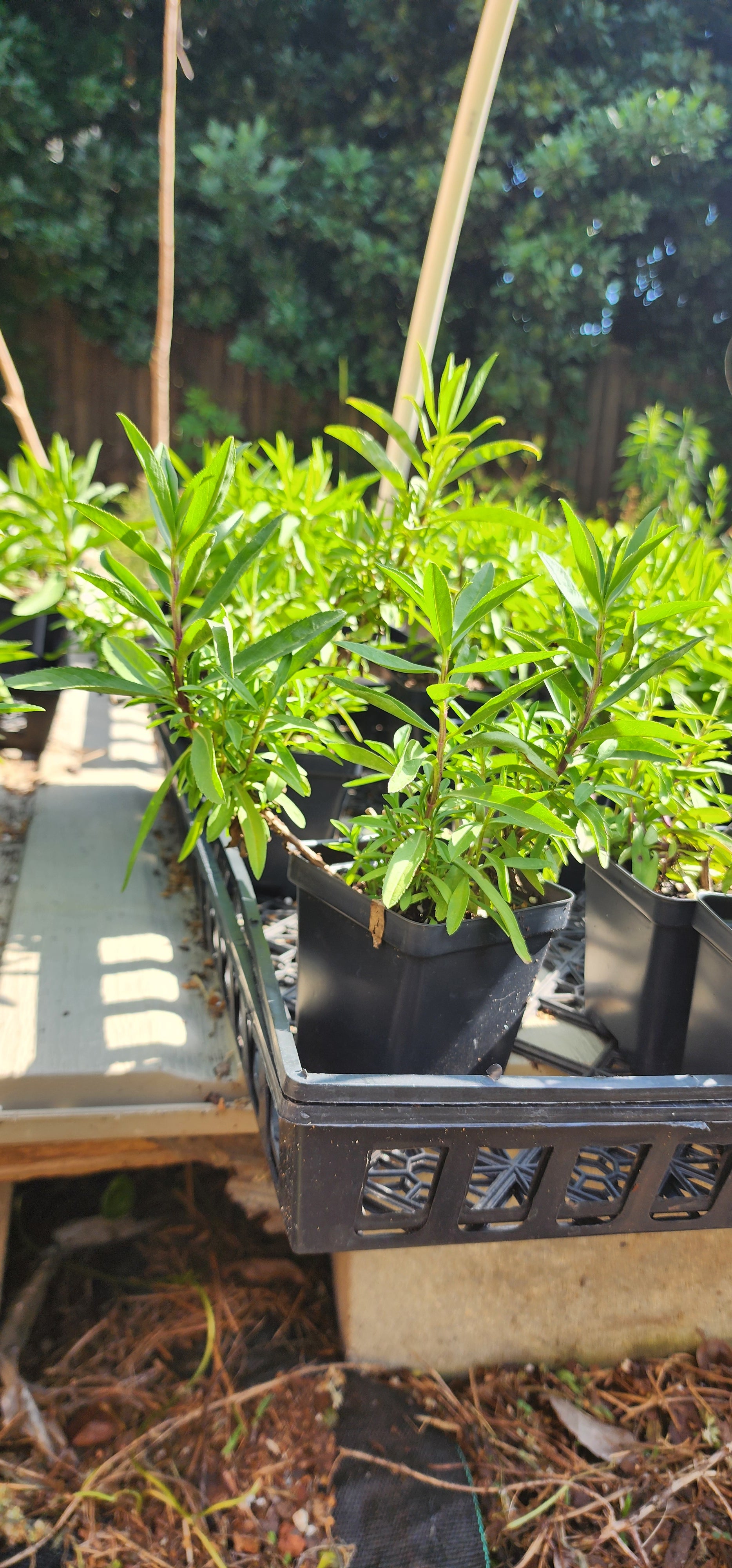 Tarragon "Mexican" - Live Plant